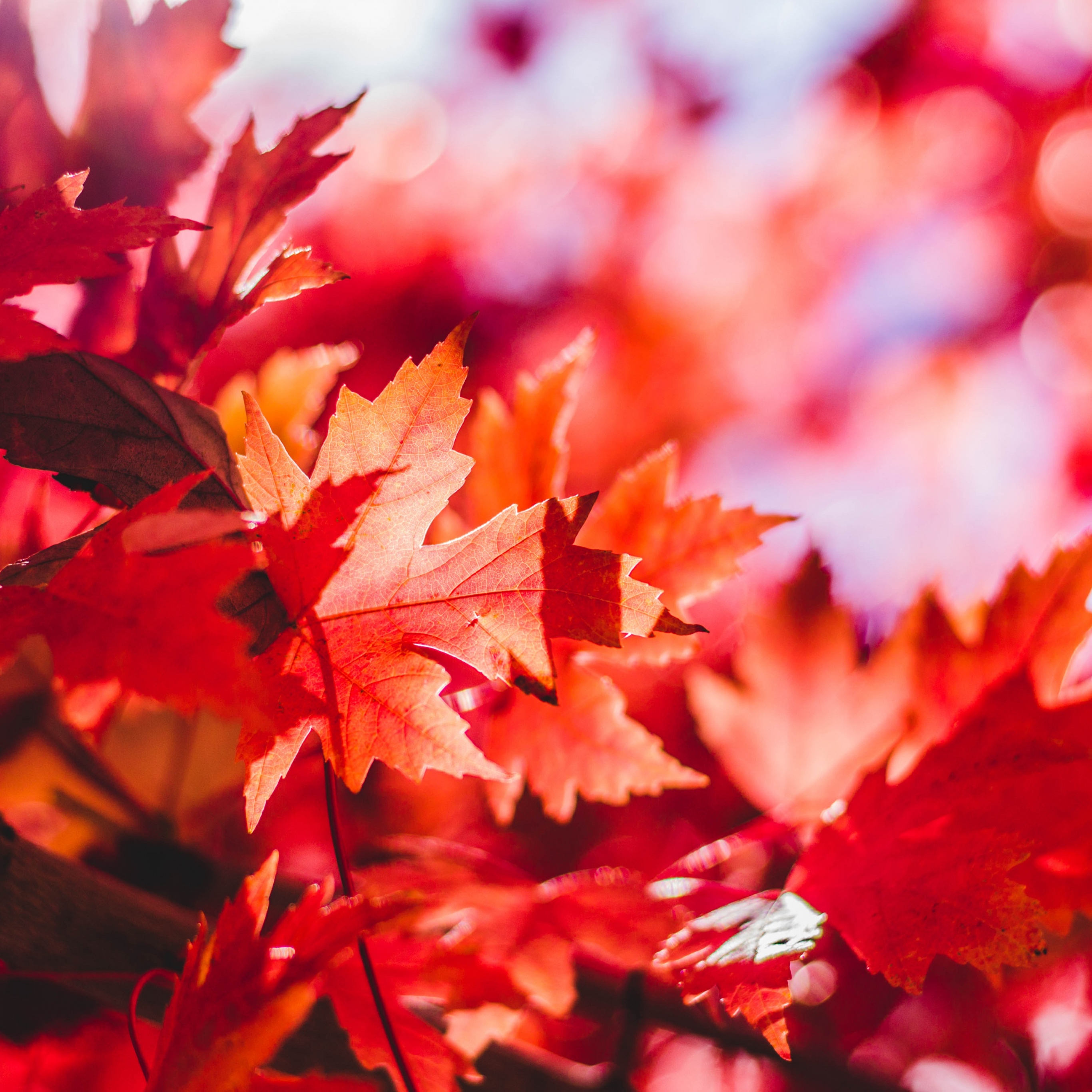 Red Maple Leaves Wallpaper 4K, Aesthetic, Autumn, Closeup, Fall