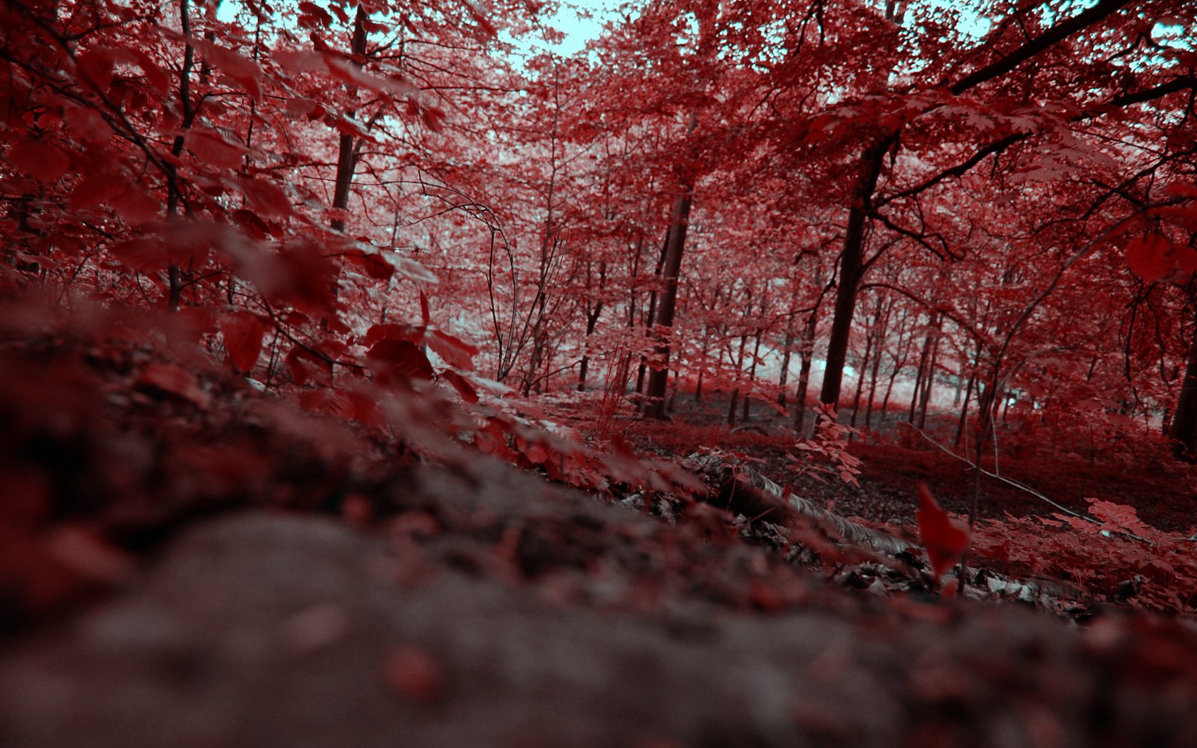Autumn Forest Red