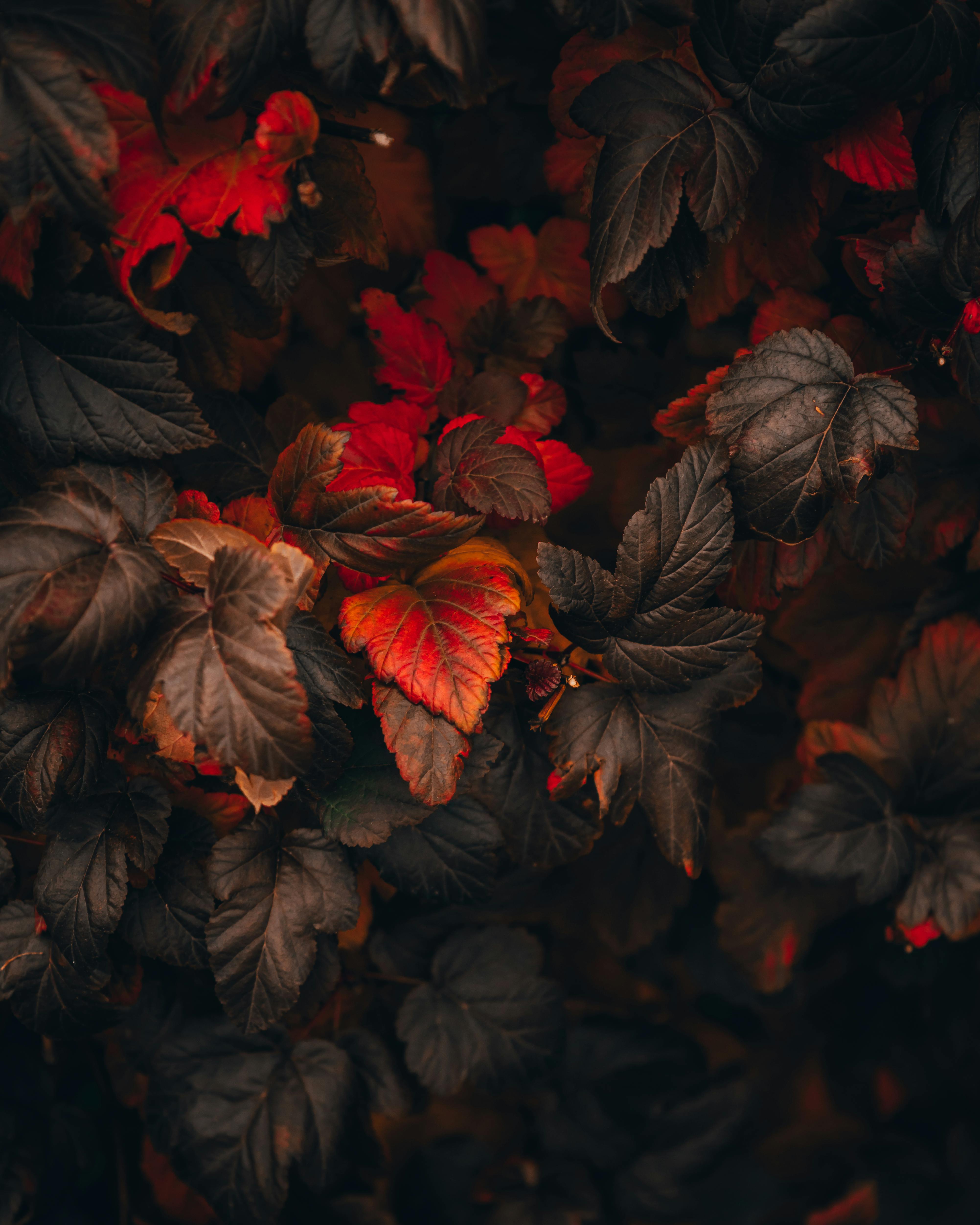 Red leaves · Free