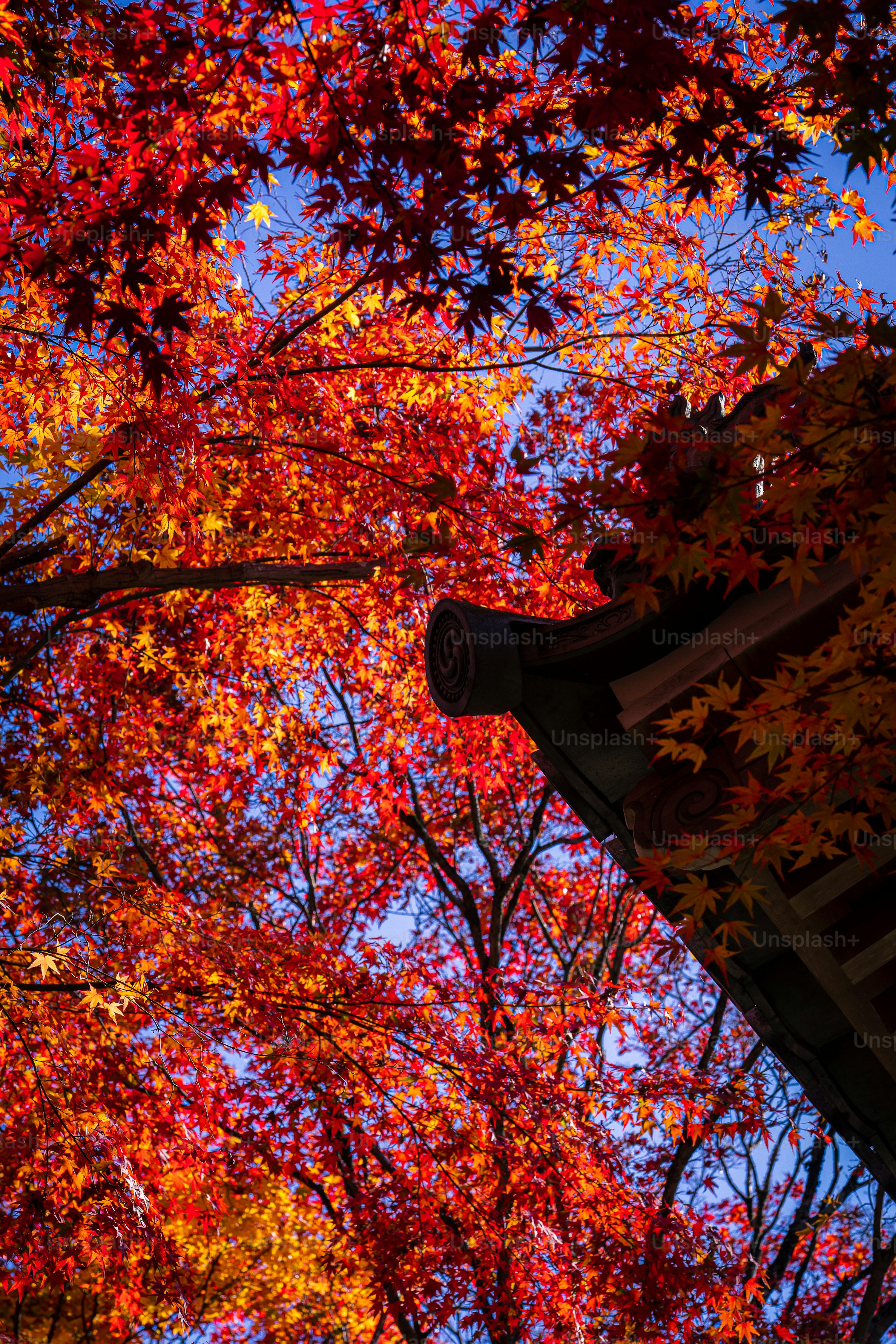 A tree with red and yellow leaves in autumn photo