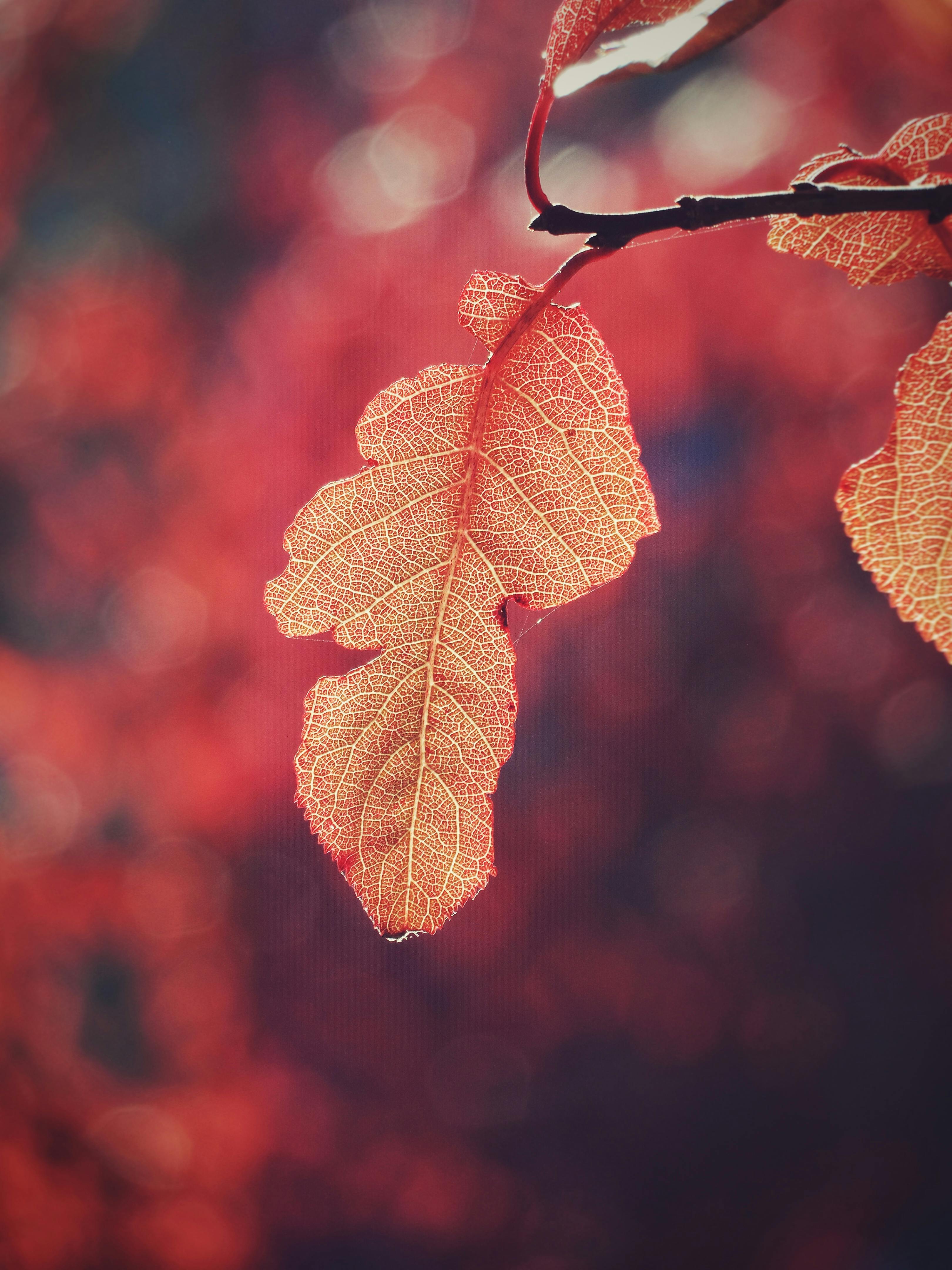 Close Up Of Autumn Leaf With Vibrant Background · Free