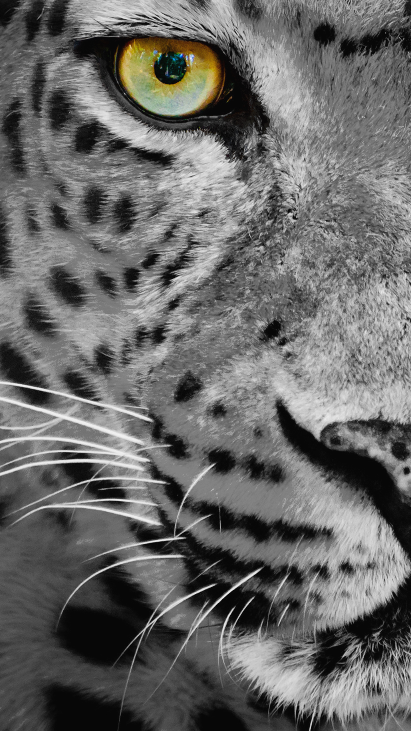 Samsung Galaxy S7 Leopard Black and White Wallpaper​-Quality Free Image and Transparent PNG Clipart