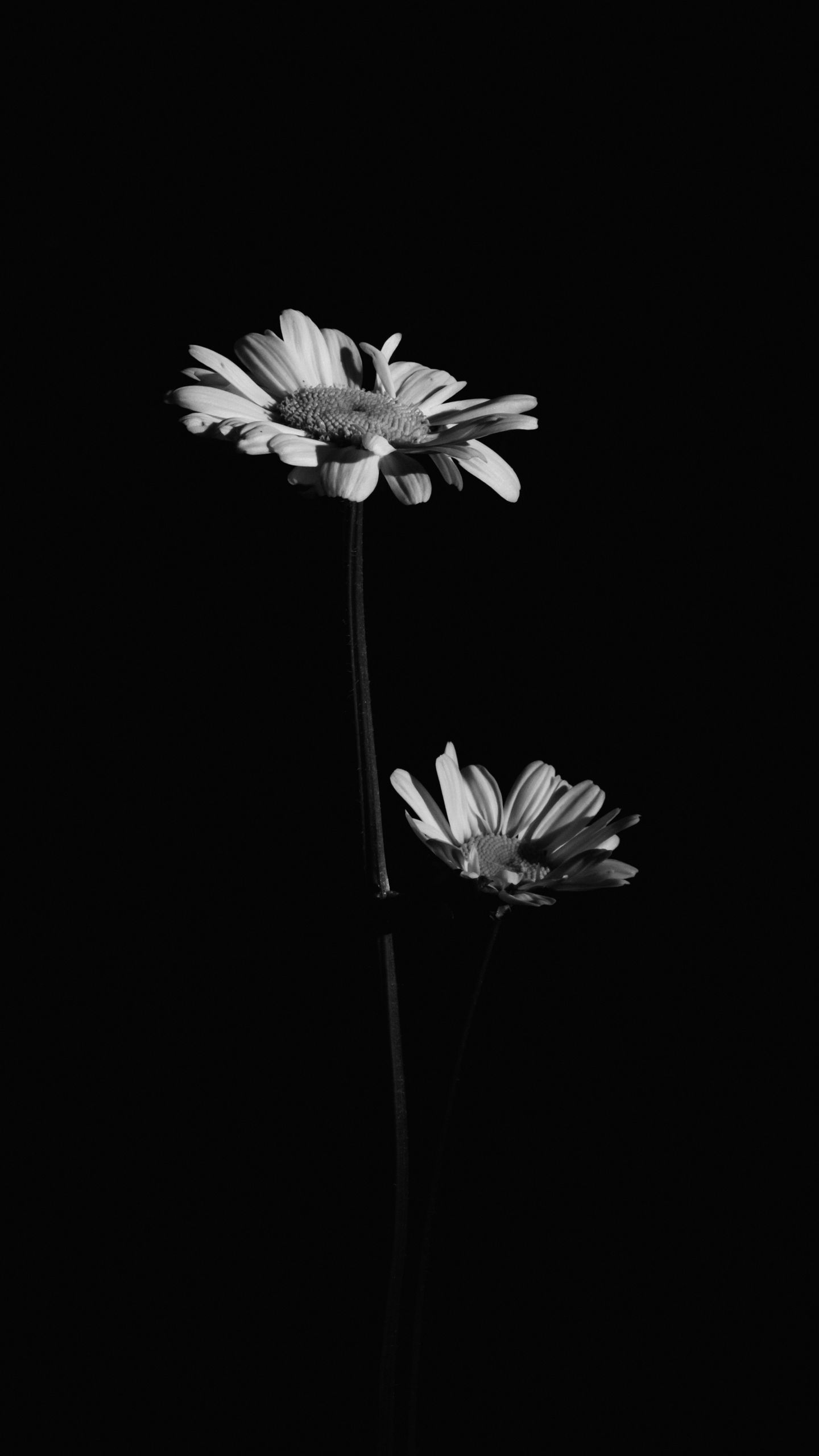 Download wallpaper 1440x2560 flowers, black and white, black qhd samsung galaxy s6, s7, edge, note, lg g4 HD background