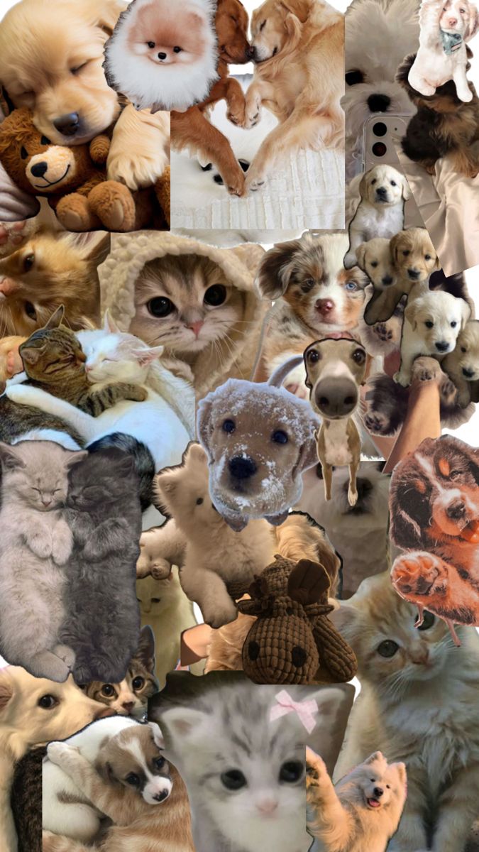 dogs and cats<3. Dog wallpaper iphone, Puppy wallpaper, Cute puppy wallpaper