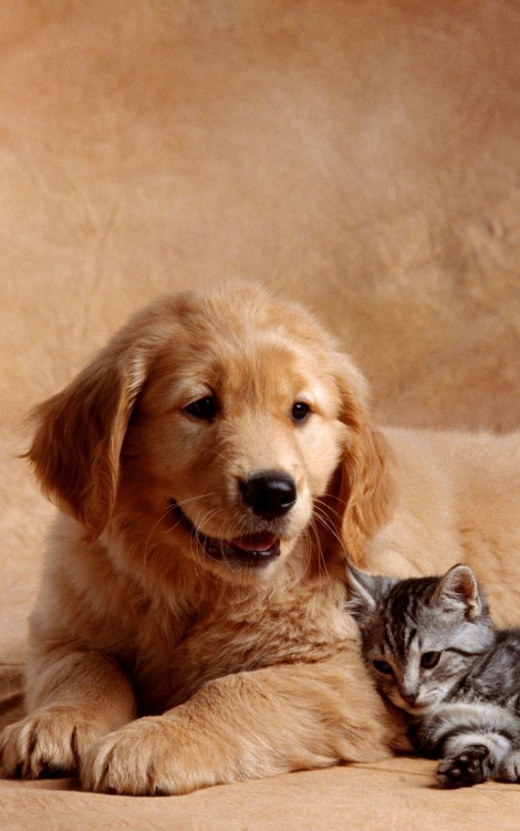 dog, cat, kitten, baby. Cute cats and dogs, Dog cat, Baby dogs