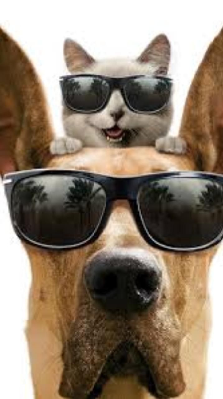 Funny cats and dogs wallpaper