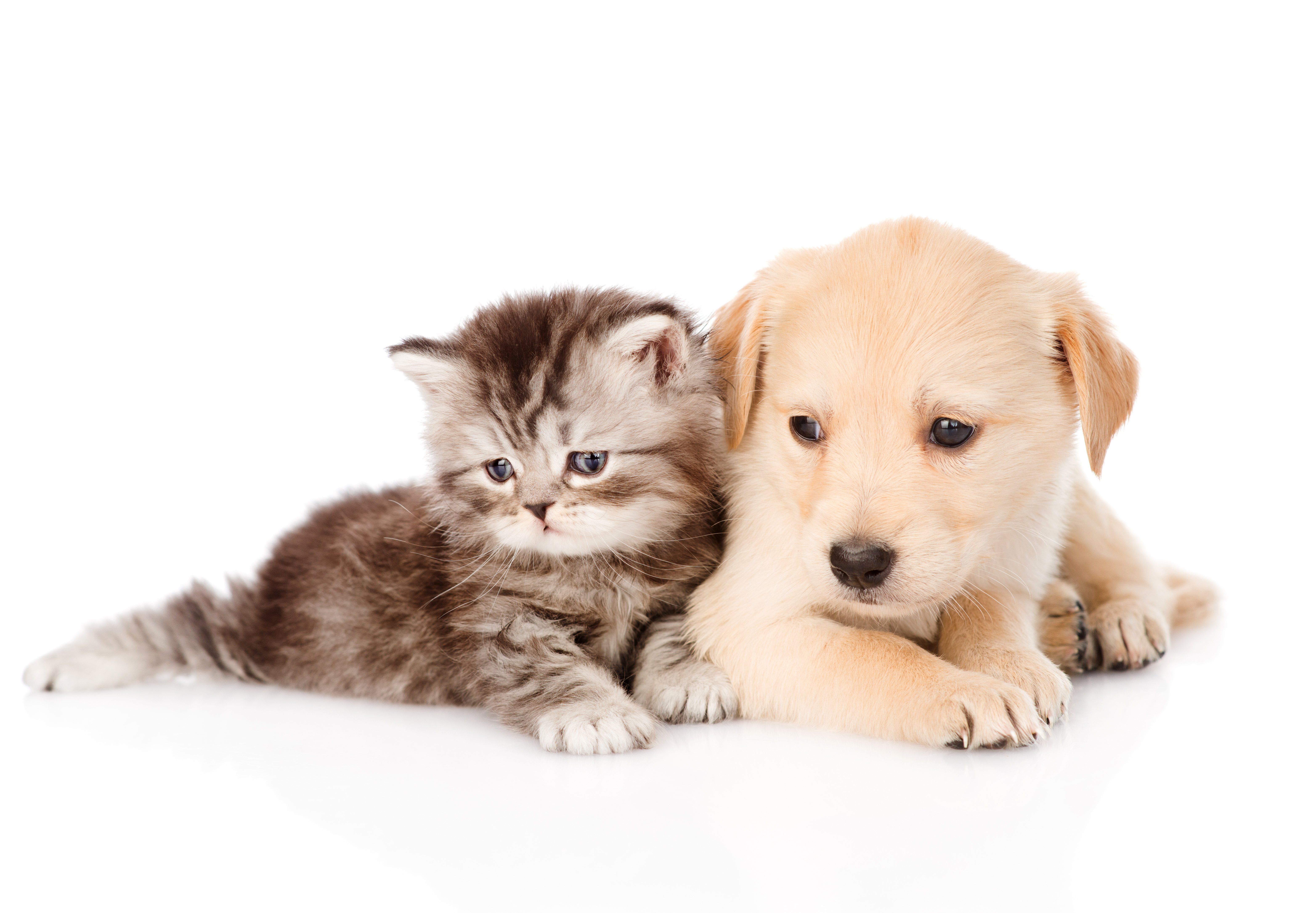 Cat and Dog Wallpaper, HD Cat and Dog Background on WallpaperBat