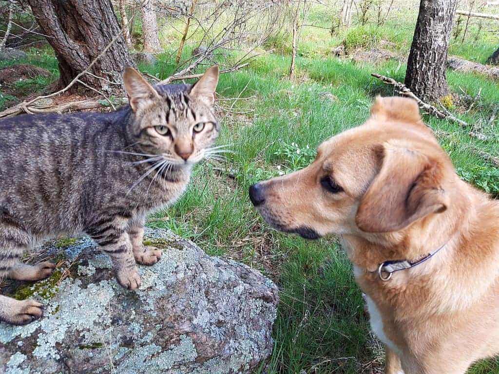 Are Rescue Dogs Good With Cats? It Really Depends Cat and Dog House