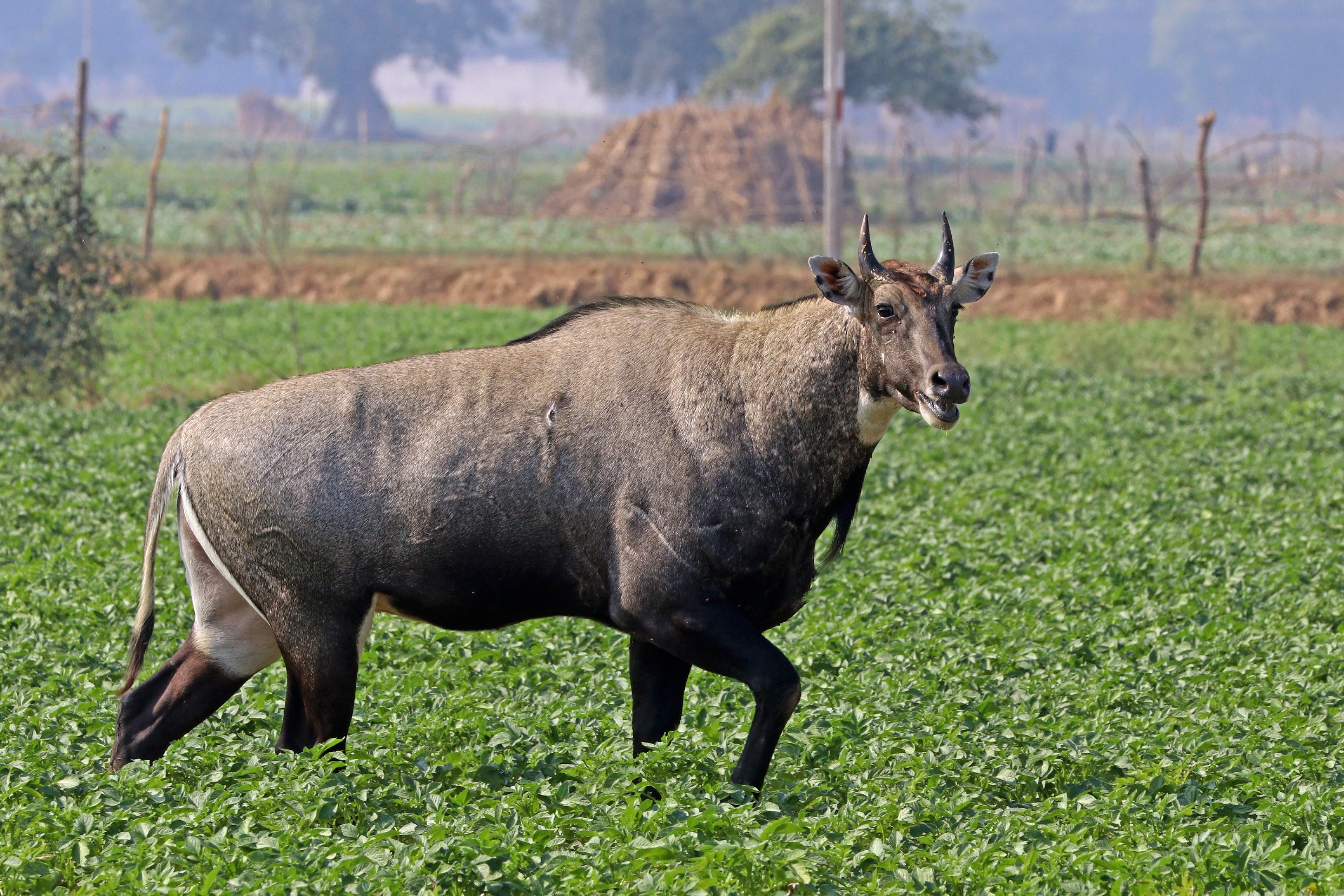 Nilgai (Boselaphus tragocamelus)