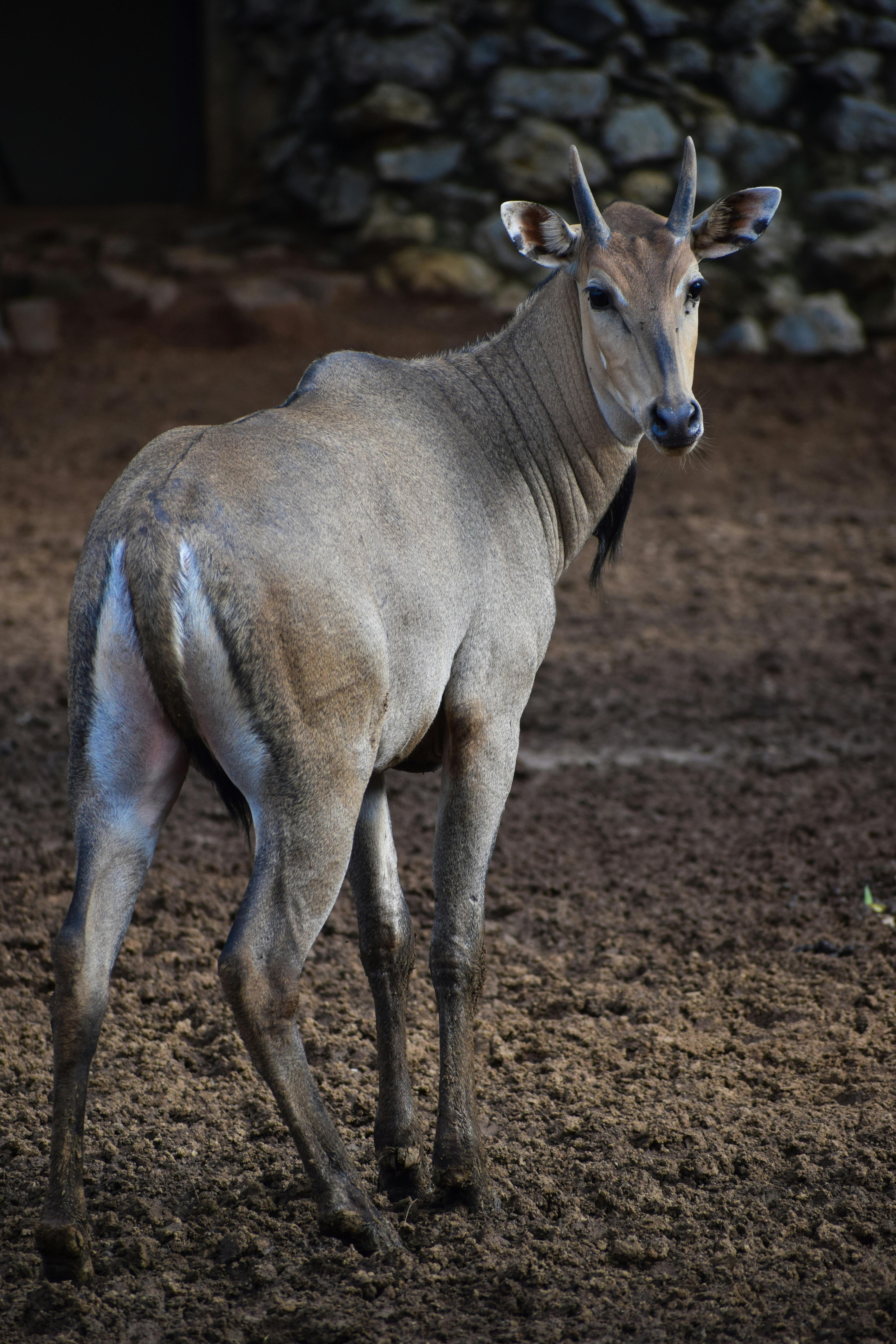 Nilgai Antelope at Farm · Free