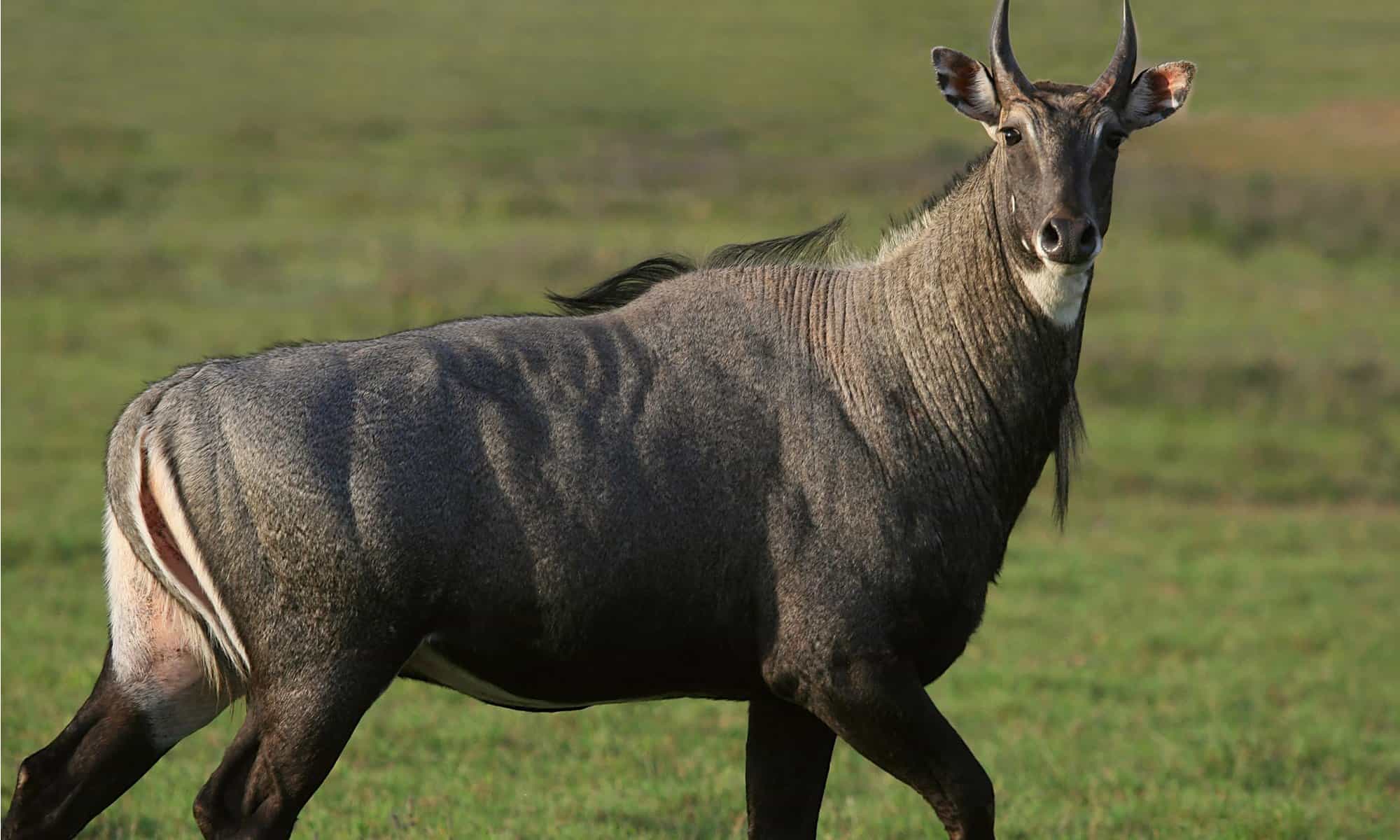 Nilgai Picture