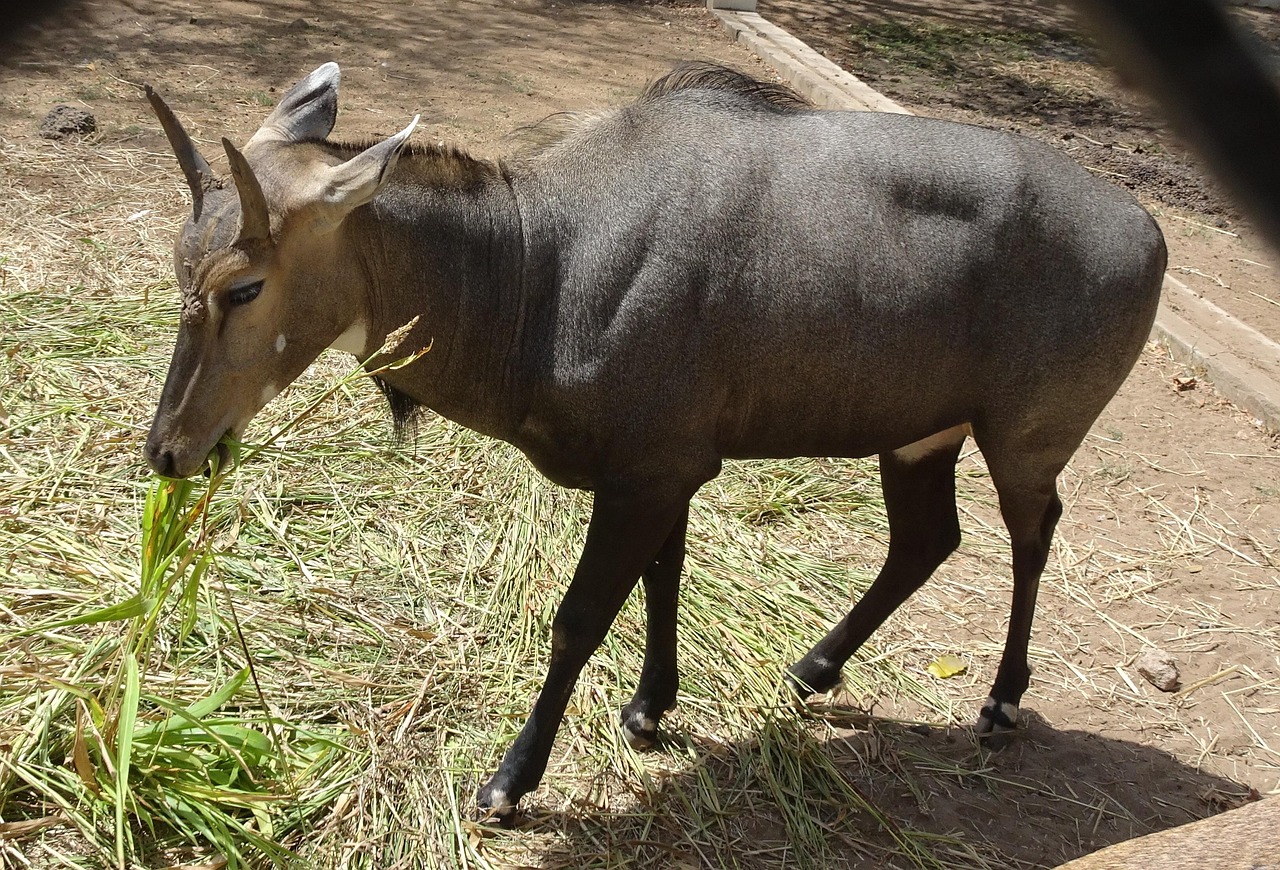 Nilgai Blue Bull Male Boselaphus