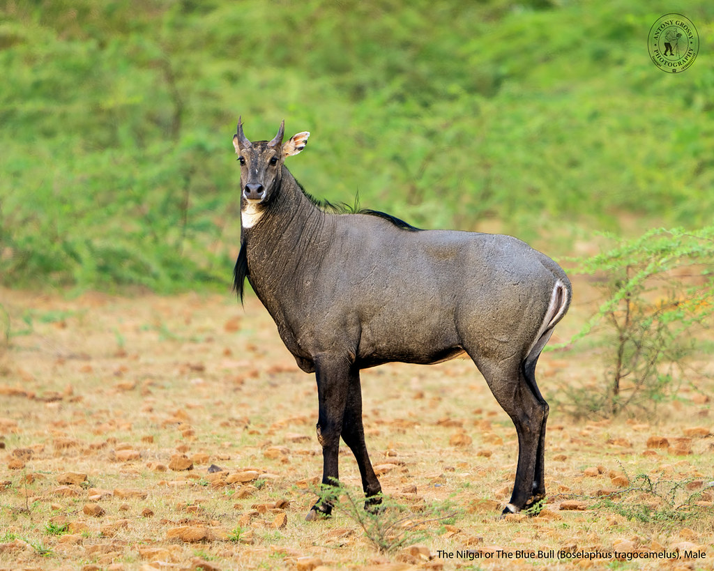 The Neelgai (Male). As per Wiki Nilgai (Boselaphus tr