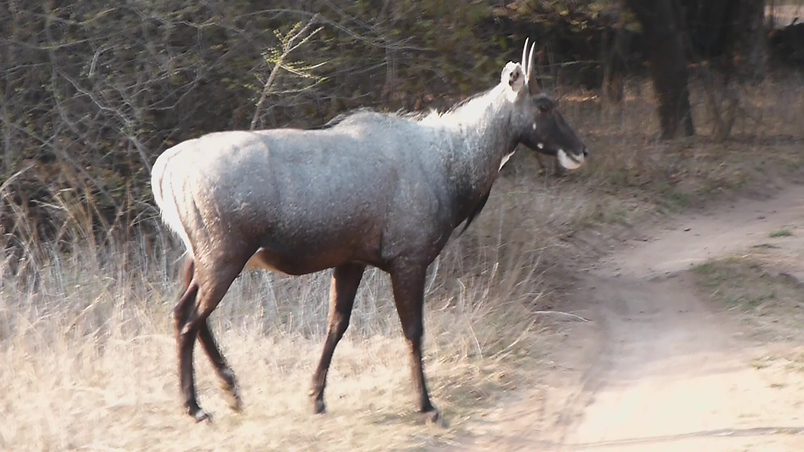 A Nilgai Antelope (or Blue Bull) crosses the Path