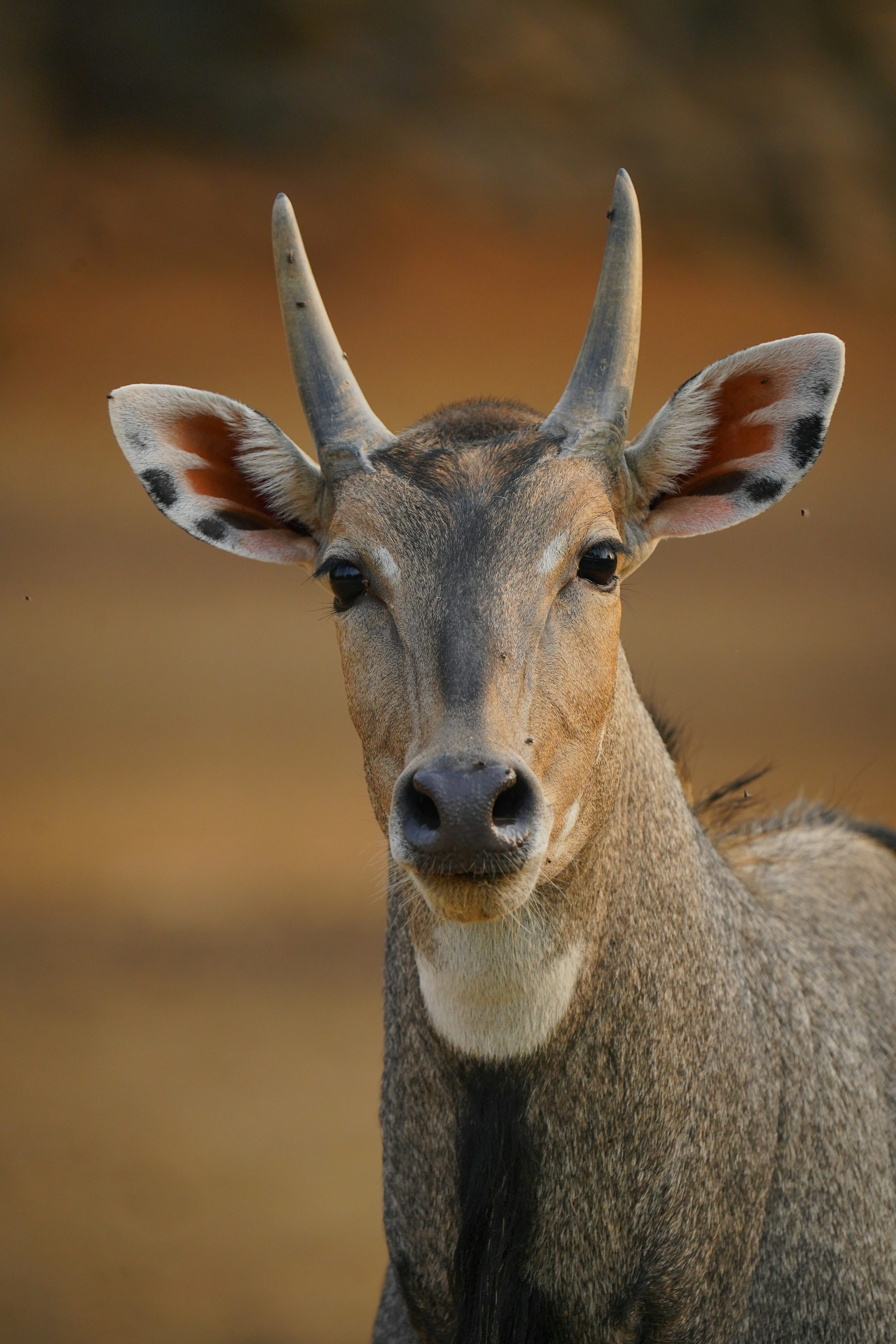 A close up of a deer's face with a blurry background photo
