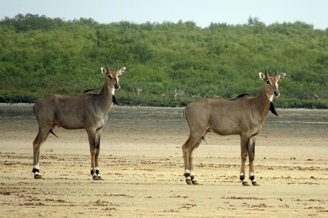 Nilgai Antelope Animal