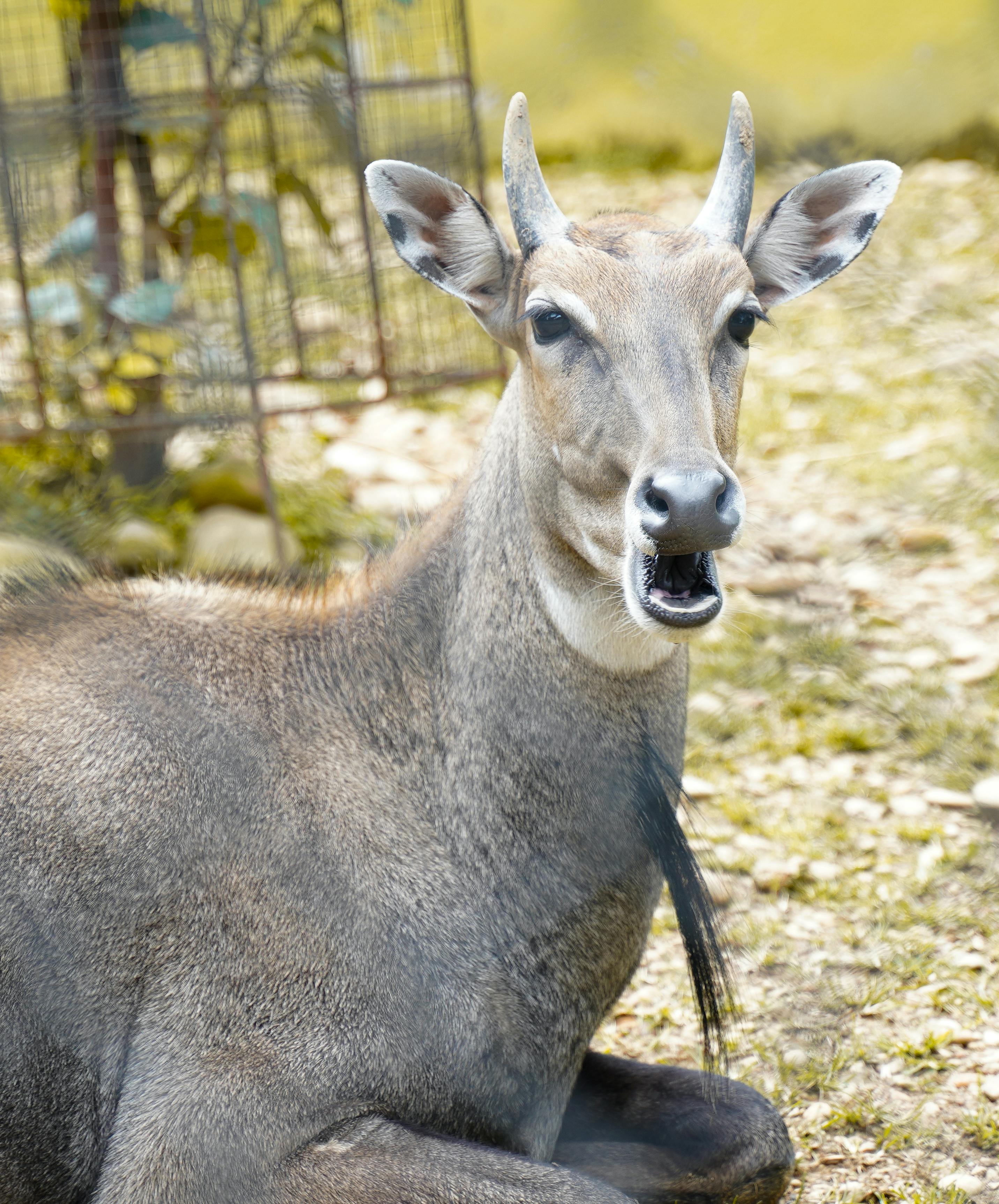 Nilgai Photo, Download The BEST Free Nilgai & HD Image