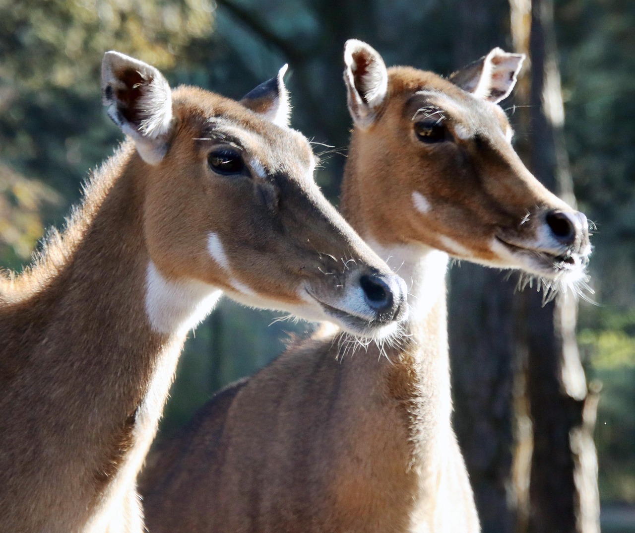 Free Nilgai & Animal Image