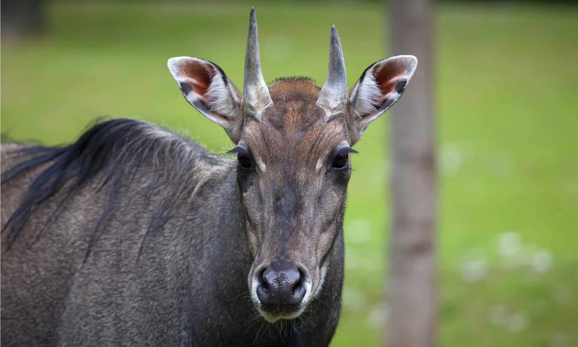 Nilgai Animal Facts Tragocamelus Z Animals