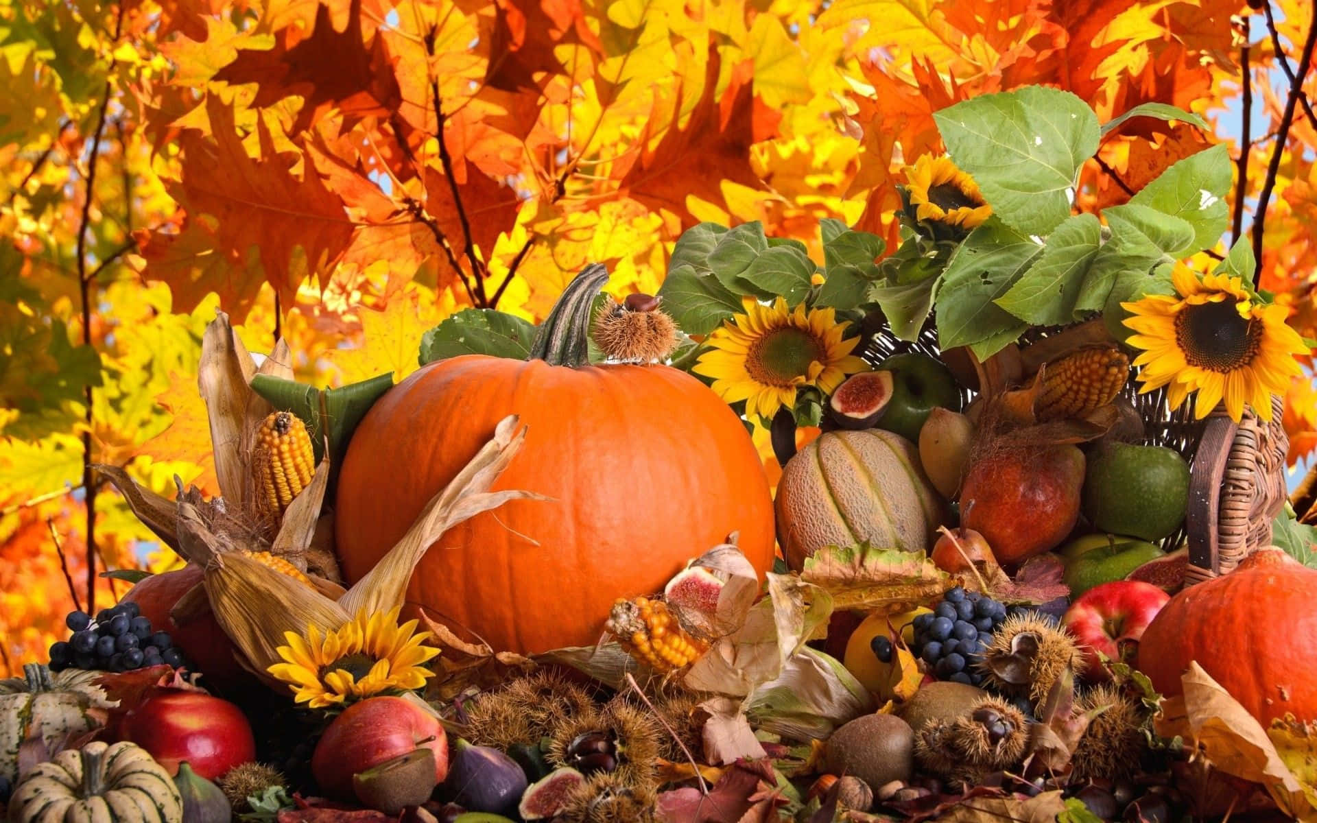 Download A Group Of Pumpkins, Sunflowers, And Other Fall Vegetables Wallpaper