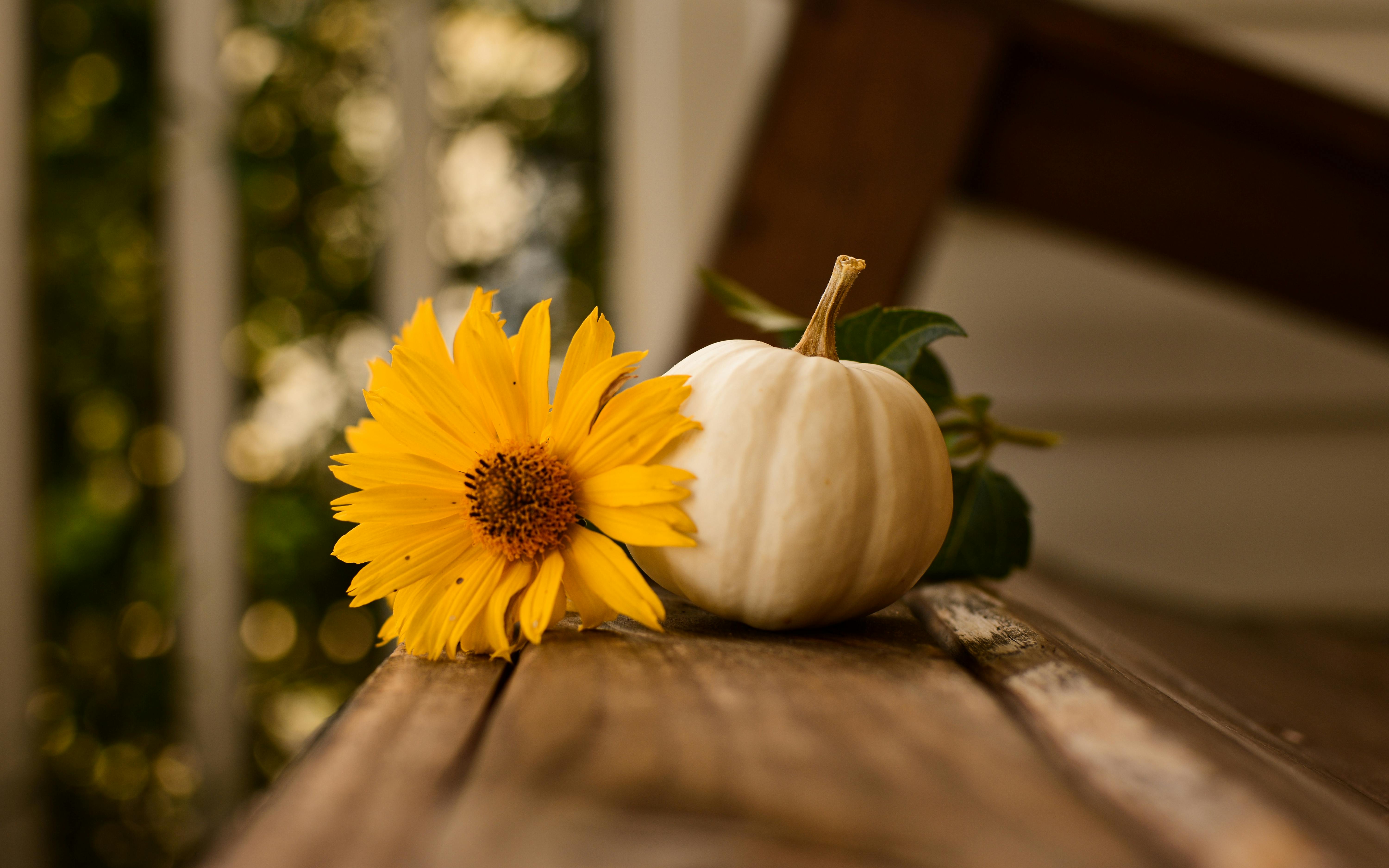 White Pumpkin And Yellow Flower o · Free