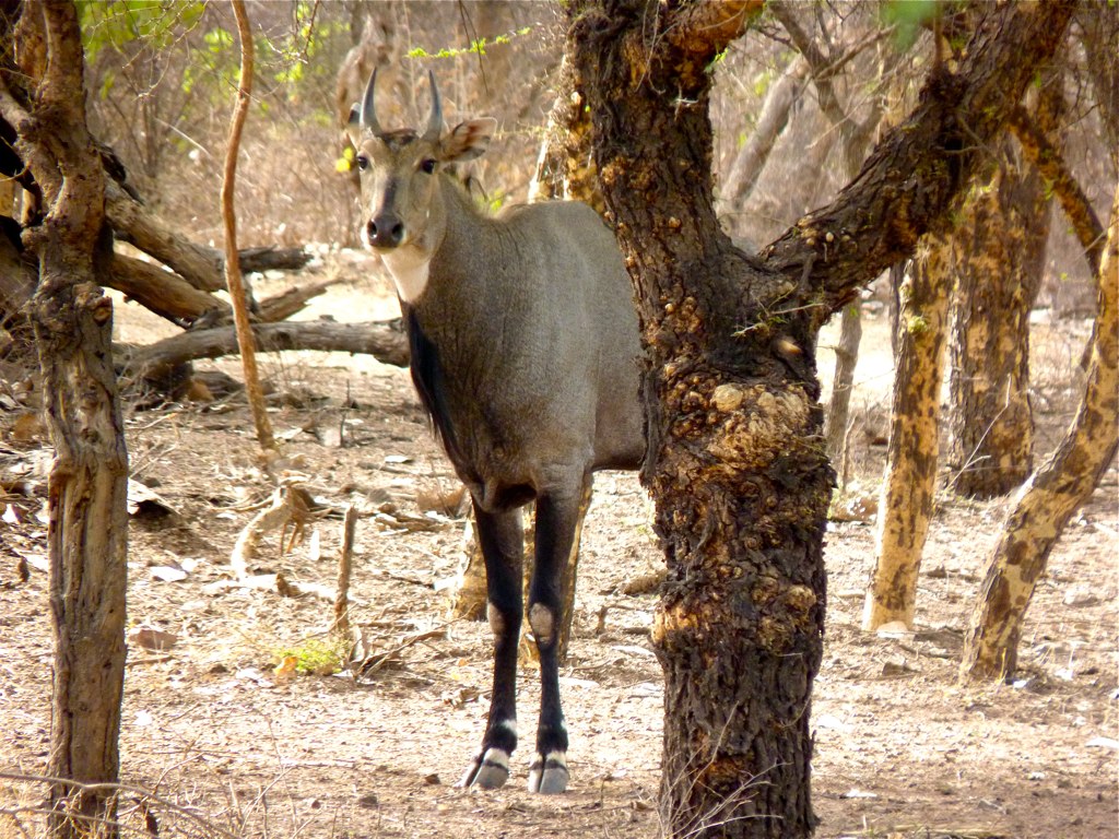 Magnificent male Nilgai Antelope