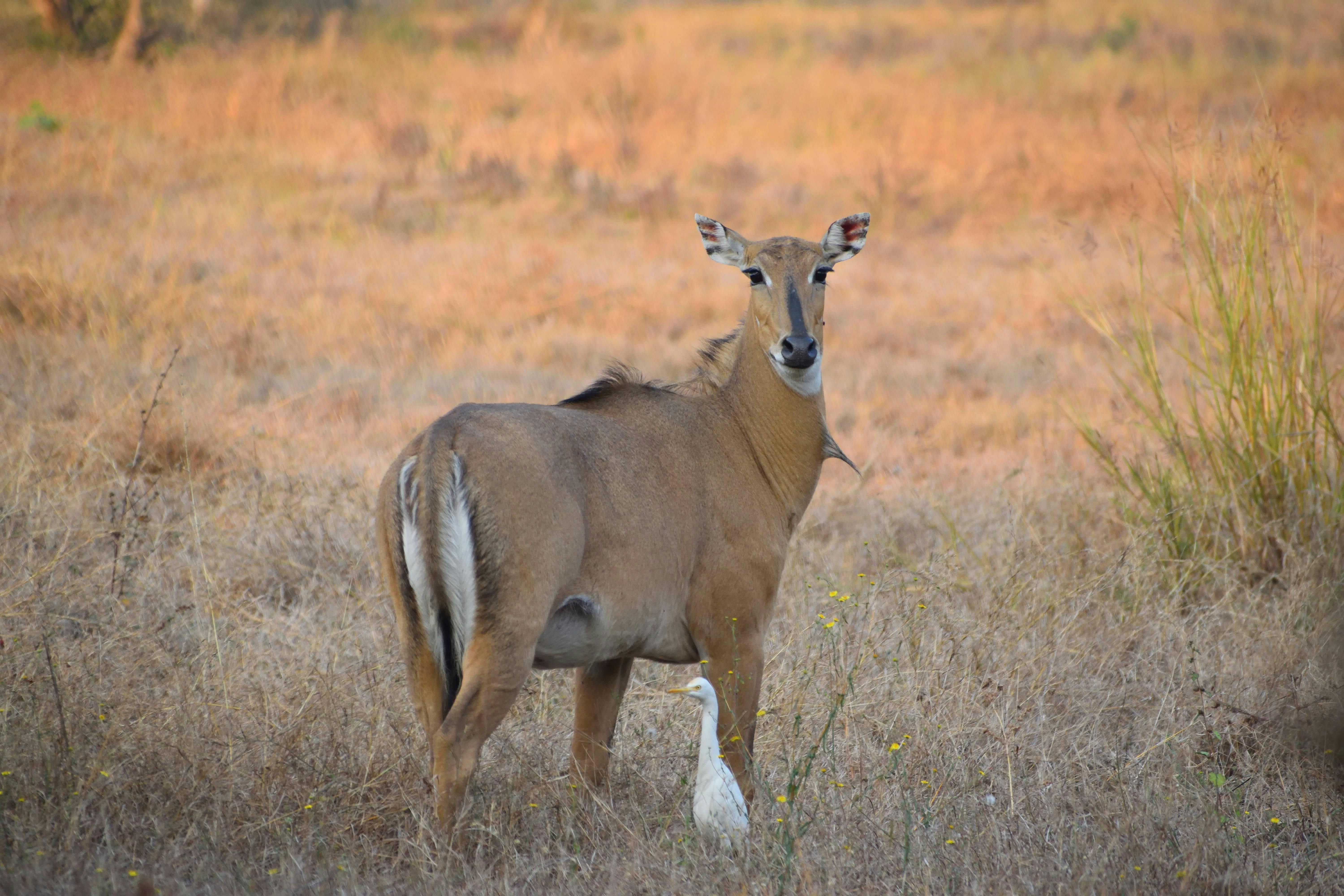 Nilgai Photo, Download The BEST Free Nilgai & HD Image