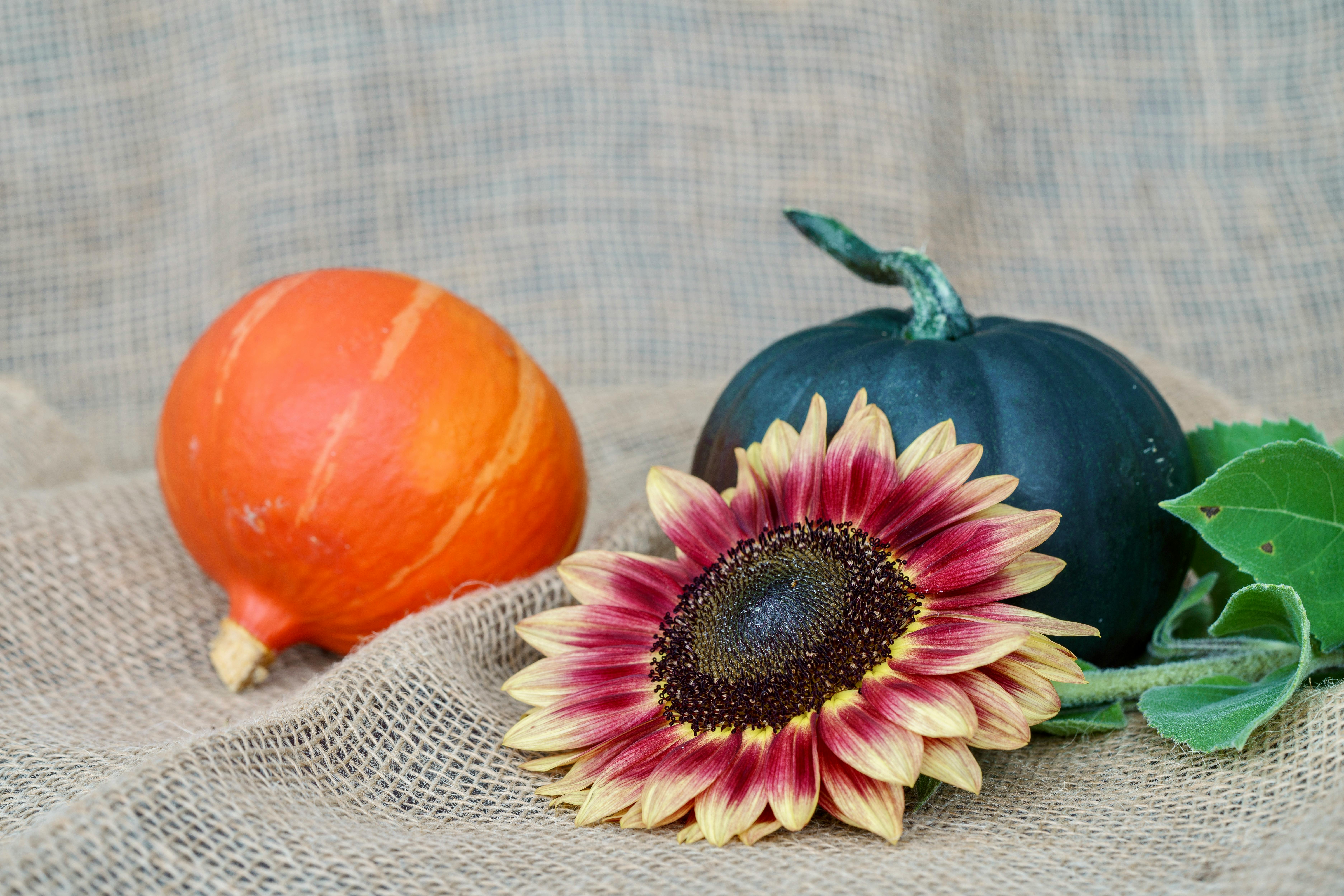 Pumpkins and Red Sunflower · Free