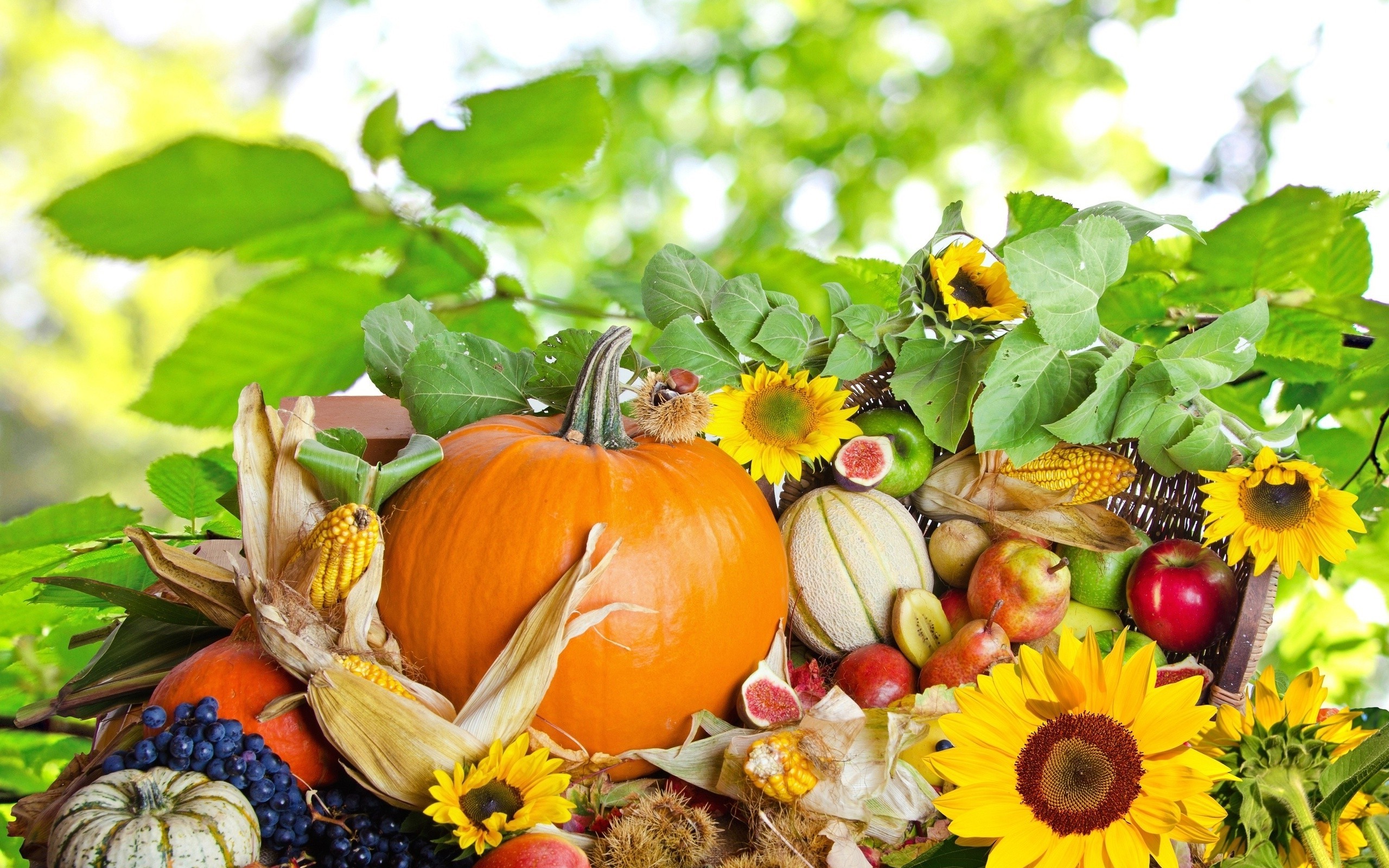 sunflowers, Apples, Pumpkin, Grapes, Corn Wallpaper HD / Desktop and Mobile Background