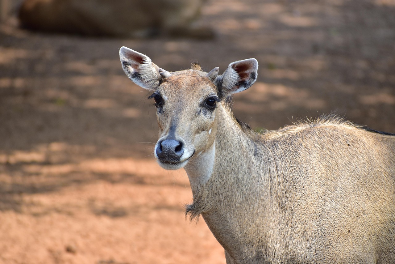 Free Nilgai & Animal Image
