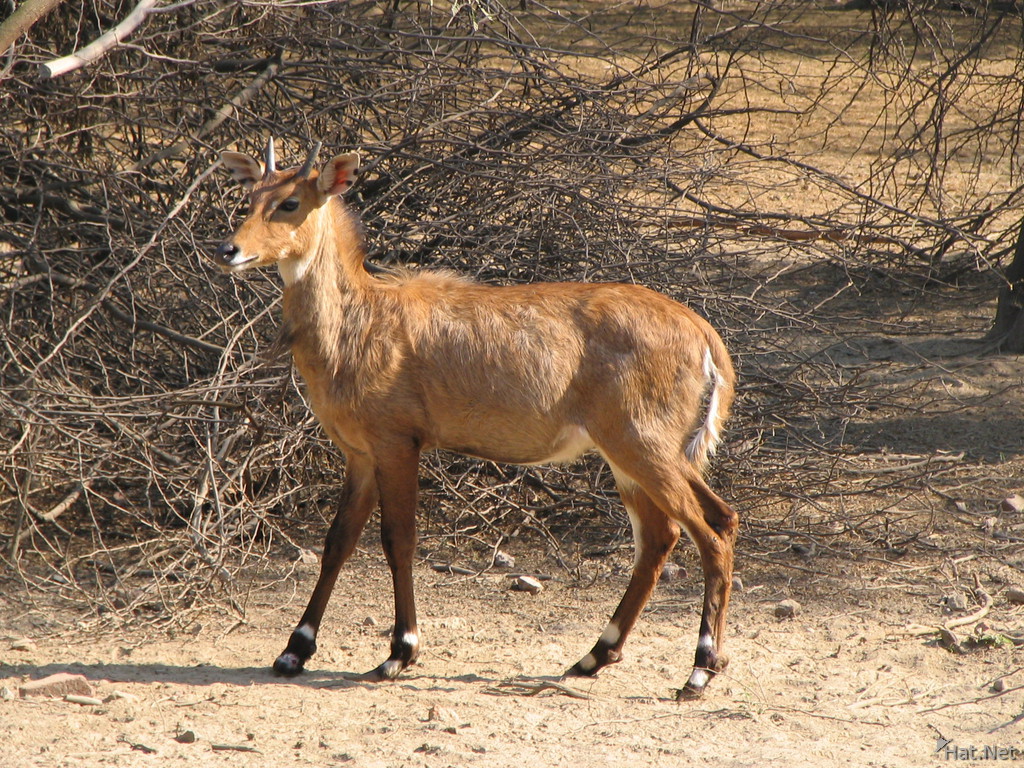 male nilgai, delhi zoo, 100 Thousand Photo