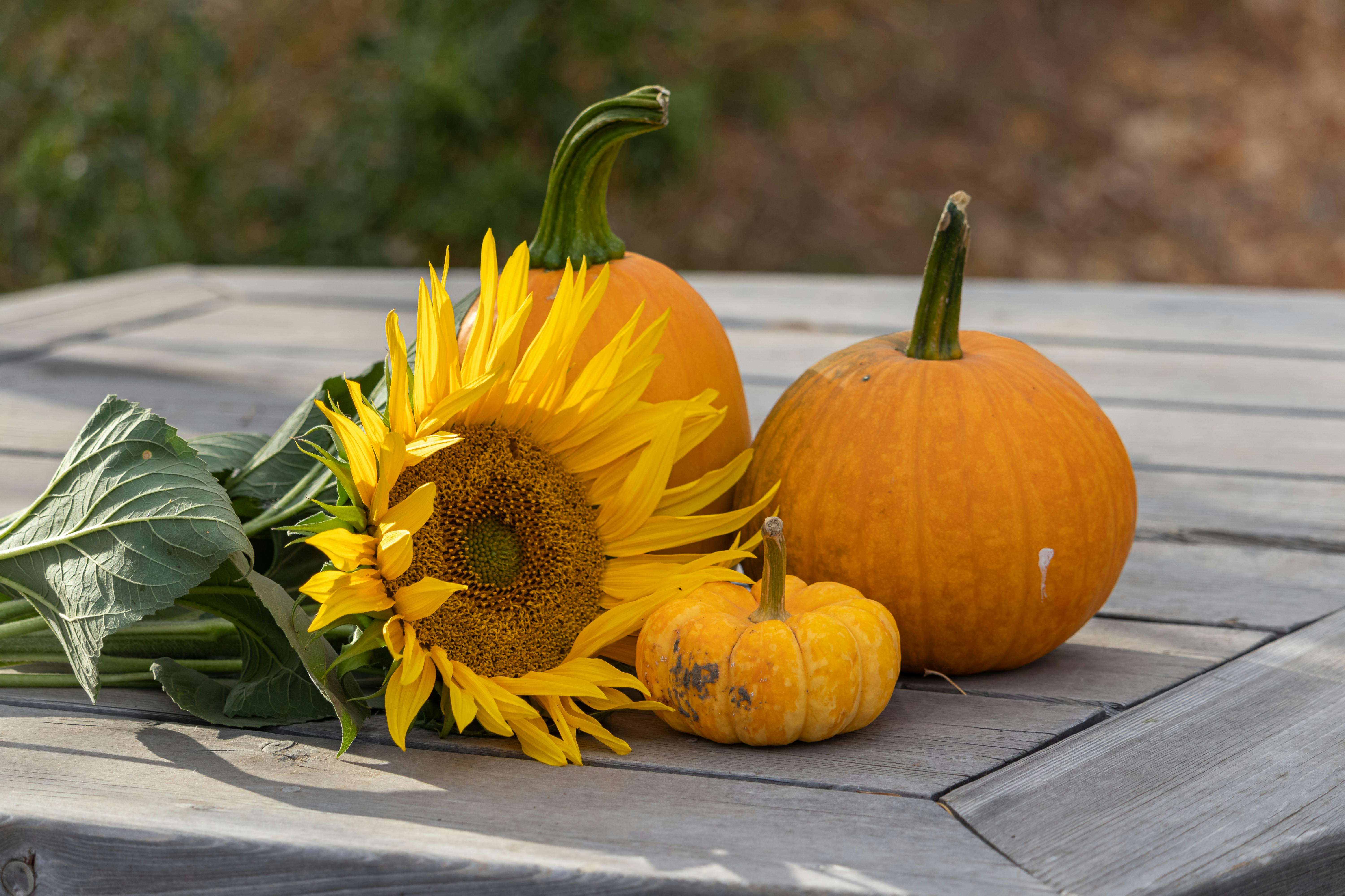 Sunflowers in Churn · Free