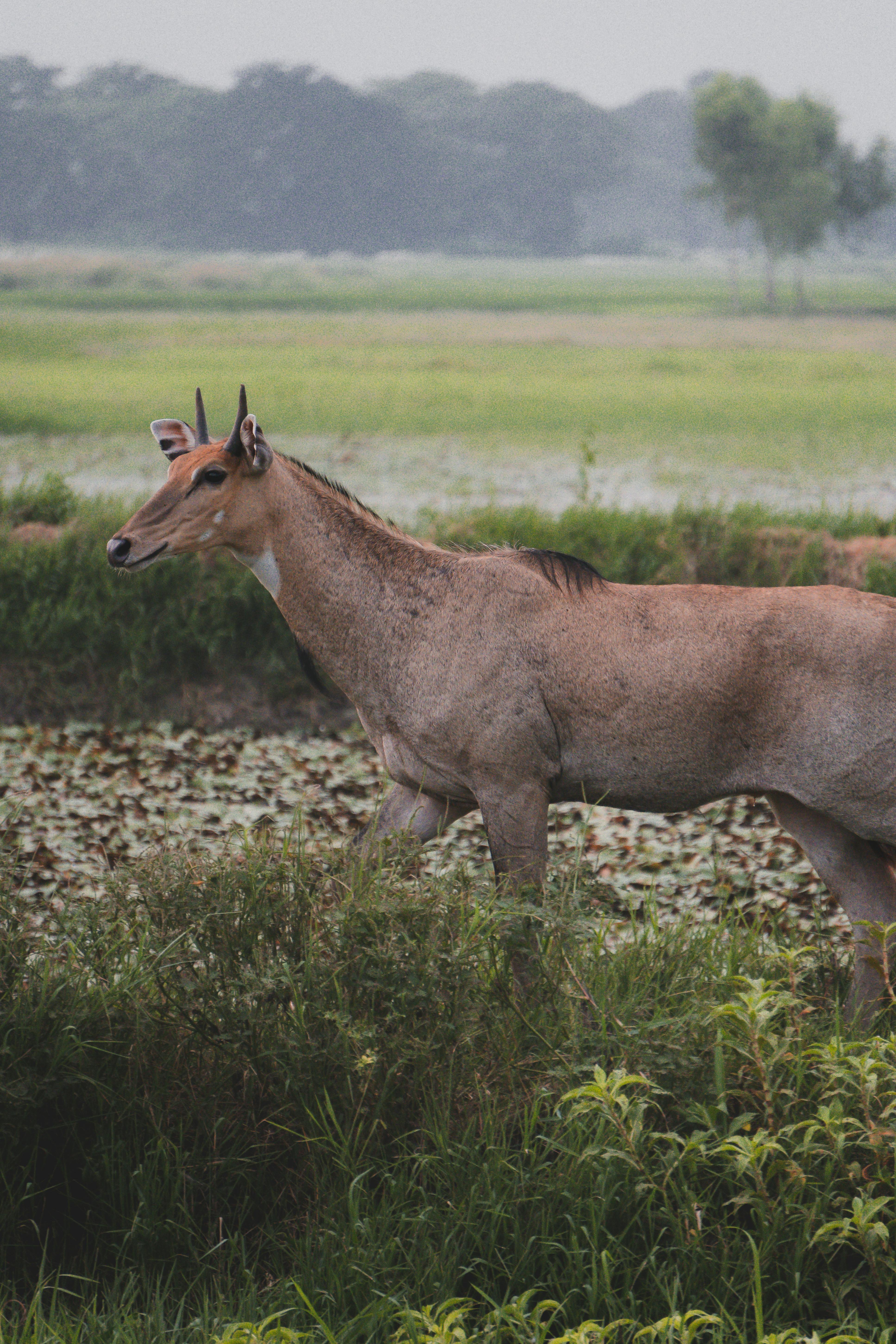 Nilgai Photo, Download The BEST Free Nilgai & HD Image
