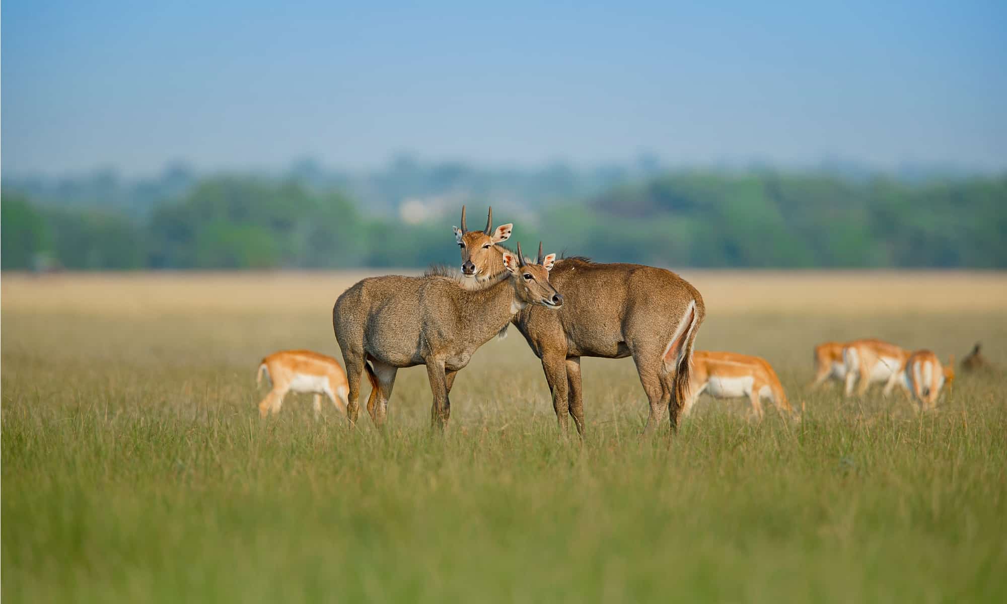 Nilgai Picture