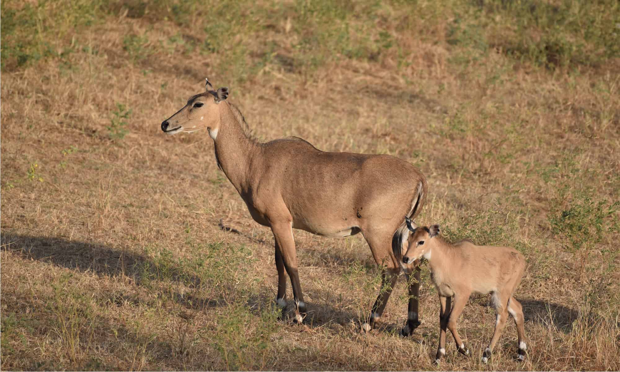 Nilgai Picture