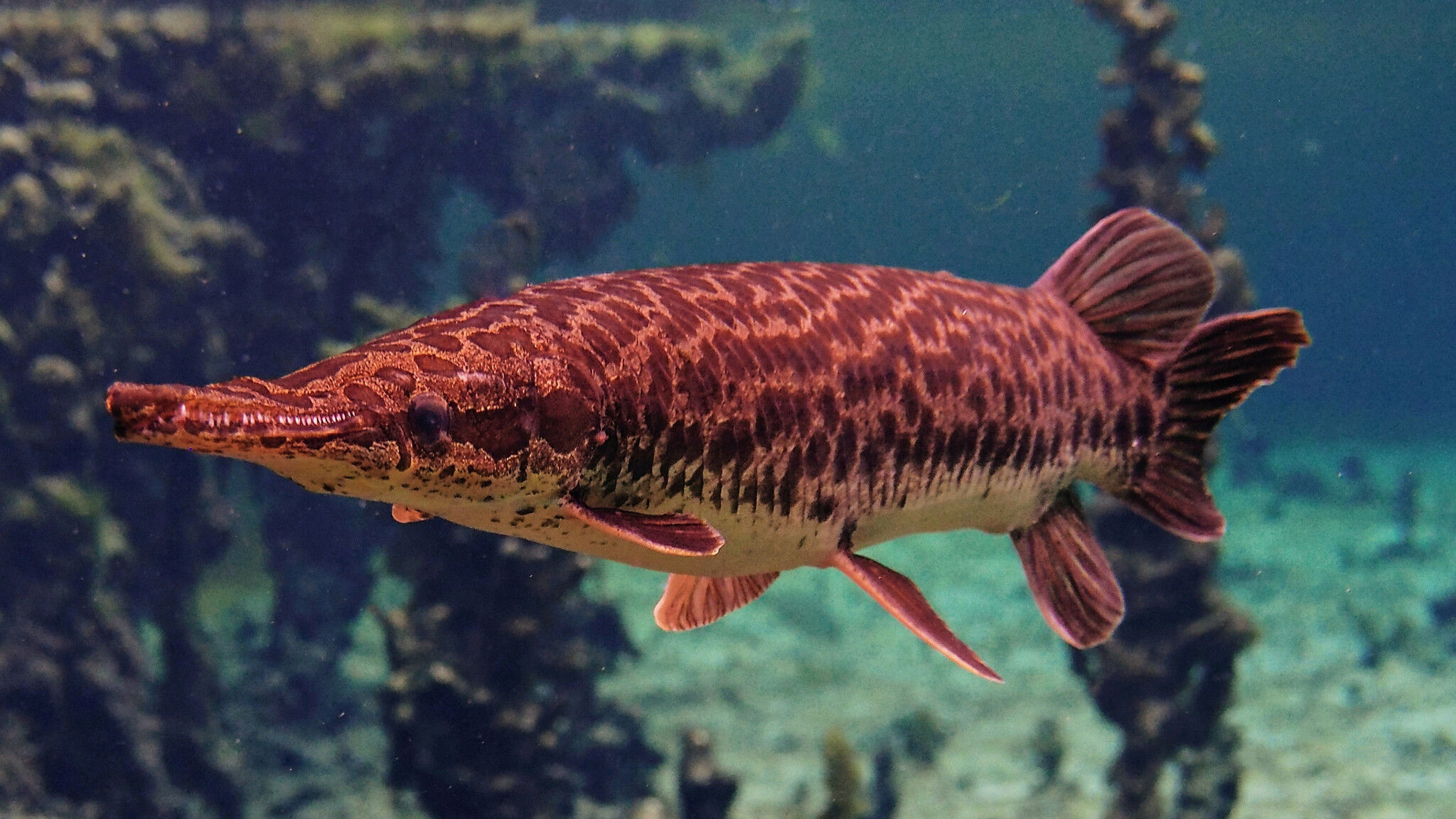 Alligator Gar. Feed and Grow Fish