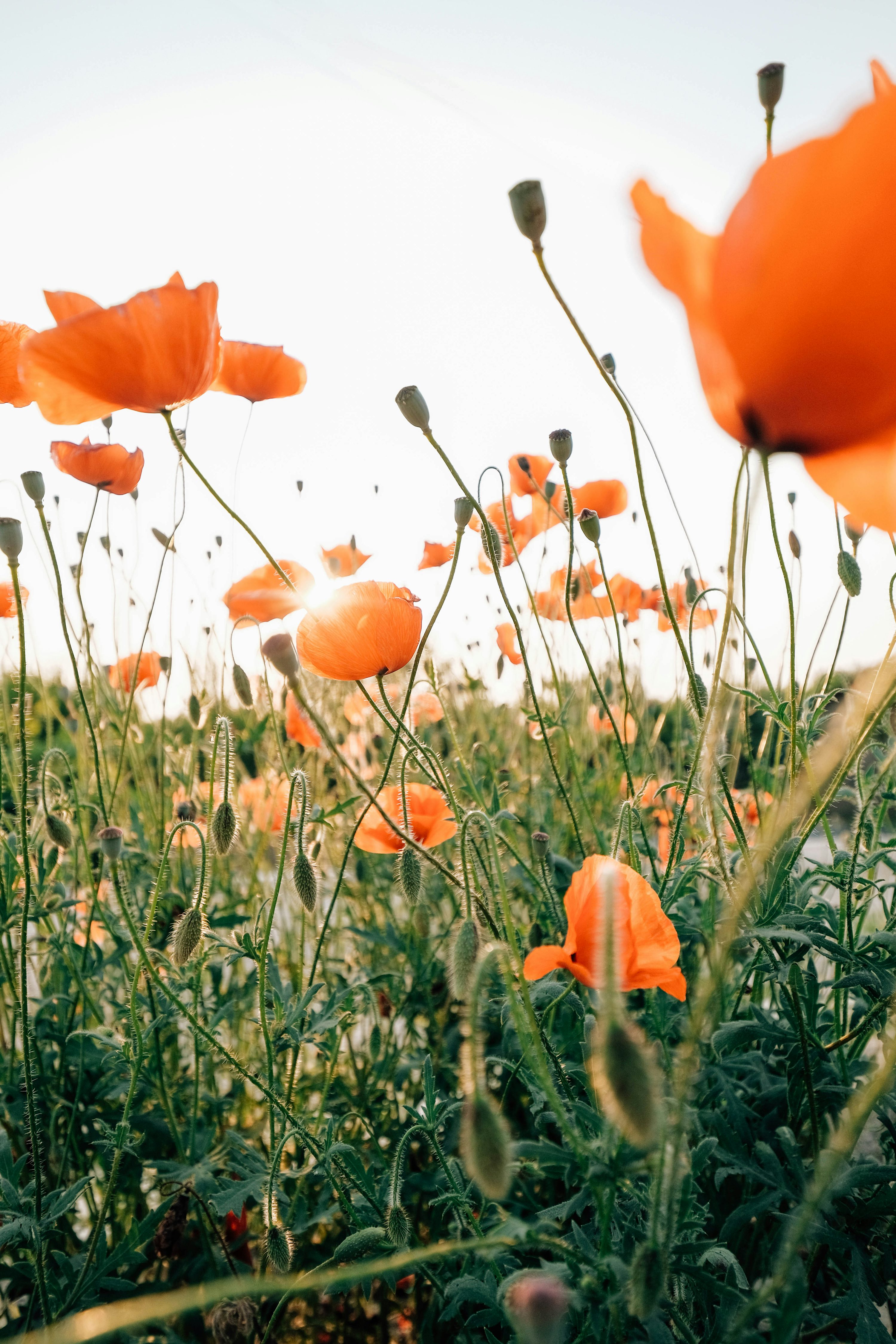 Red poppies bloom brightly in a sunny field. photo