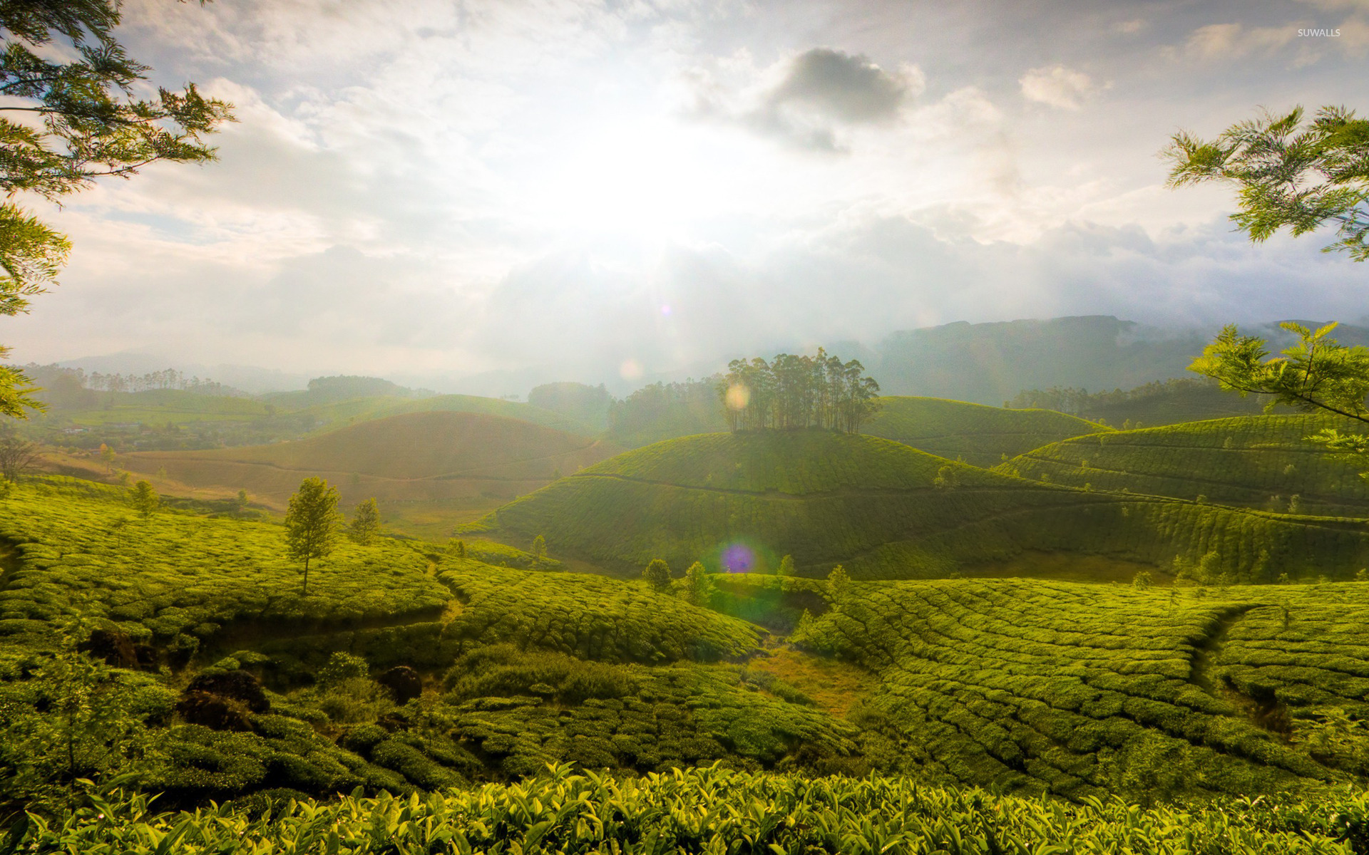 Sunny fields wallpaper wallpaper