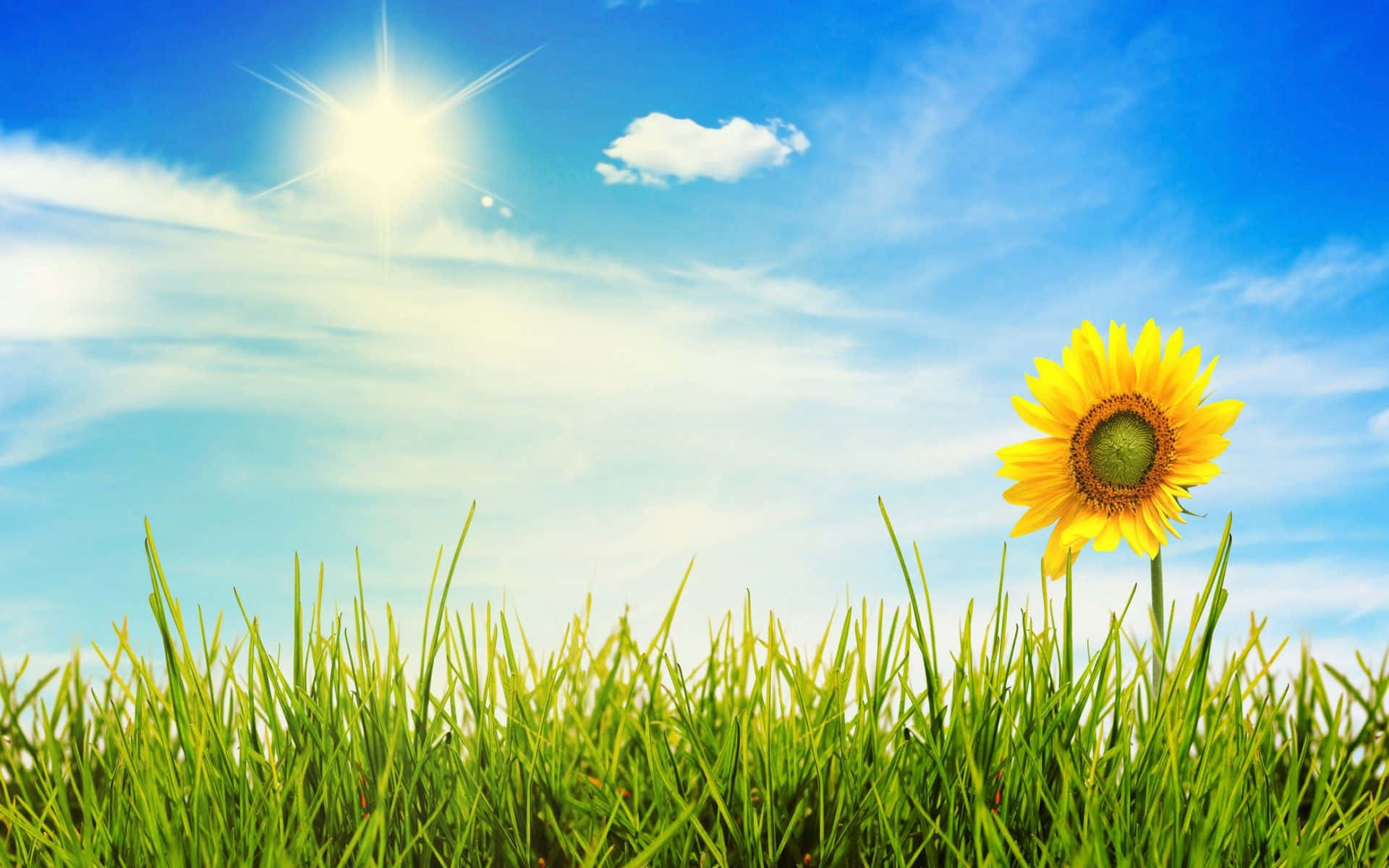 Download Sunny Day Sunflower Green Fields Wallpaper