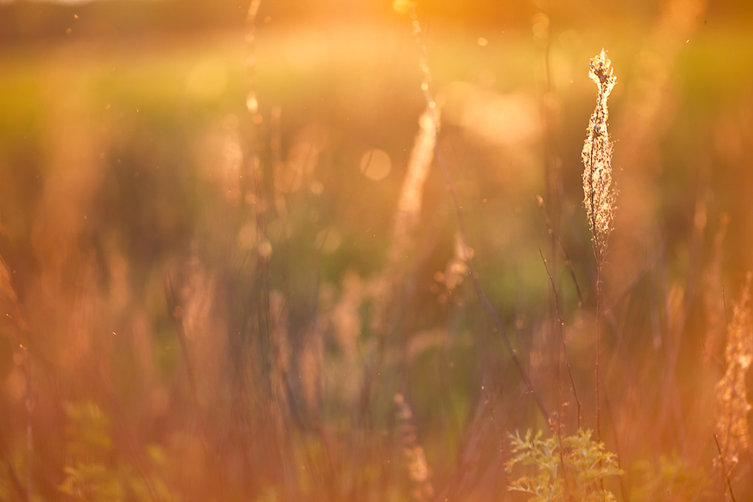 Free photo: Sunshine field, Natural, Wallpaper