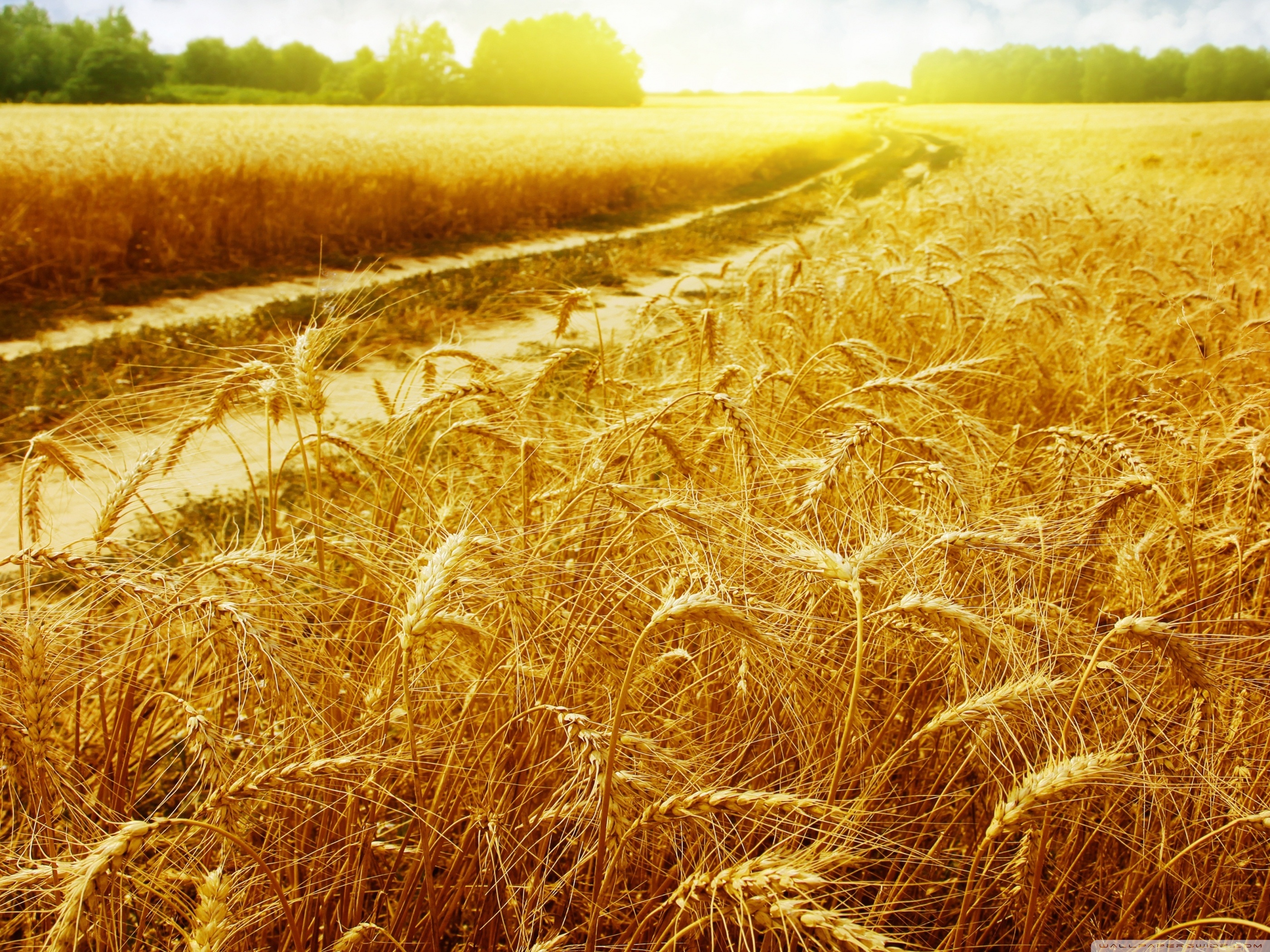 Sunny Field 4K UHD Wallpaper for UltraHD Desktop and TV, Dual Monitor, Smartphone and Tablet Devices