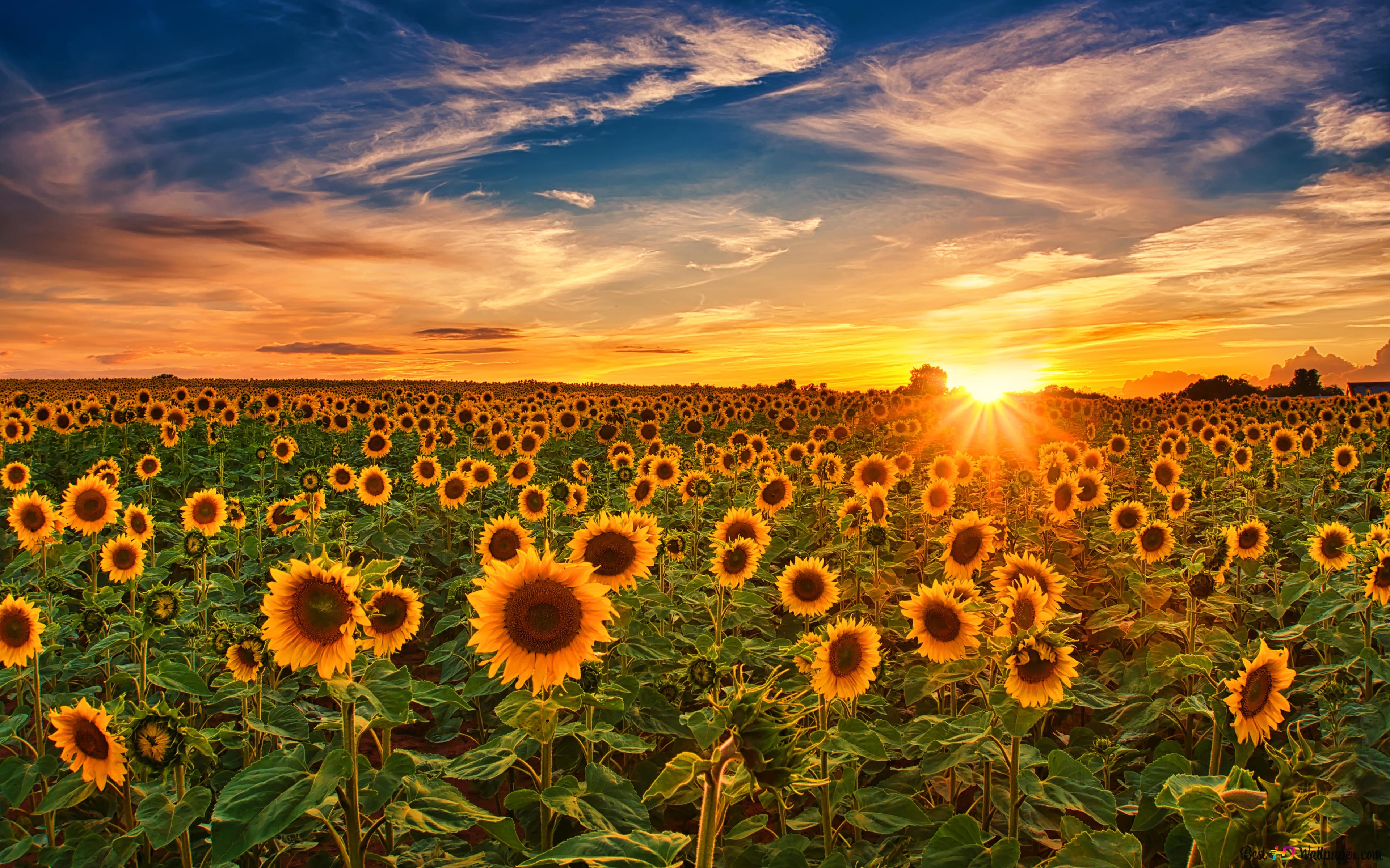 Field of sunflowers in sunny field in cloudy and sunny landscape 4K wallpaper download