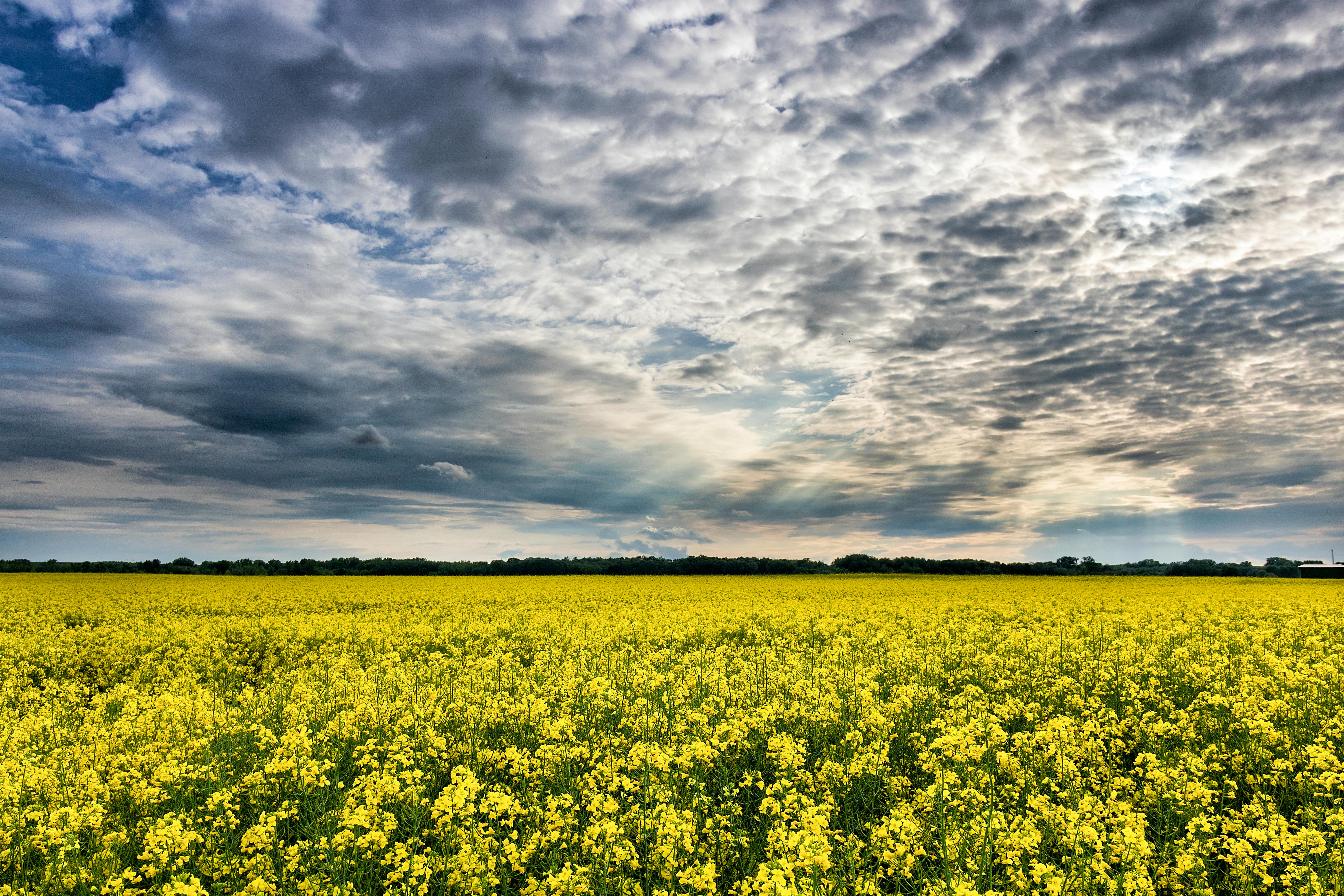 Sunny Field of Yellow Flowers · Free