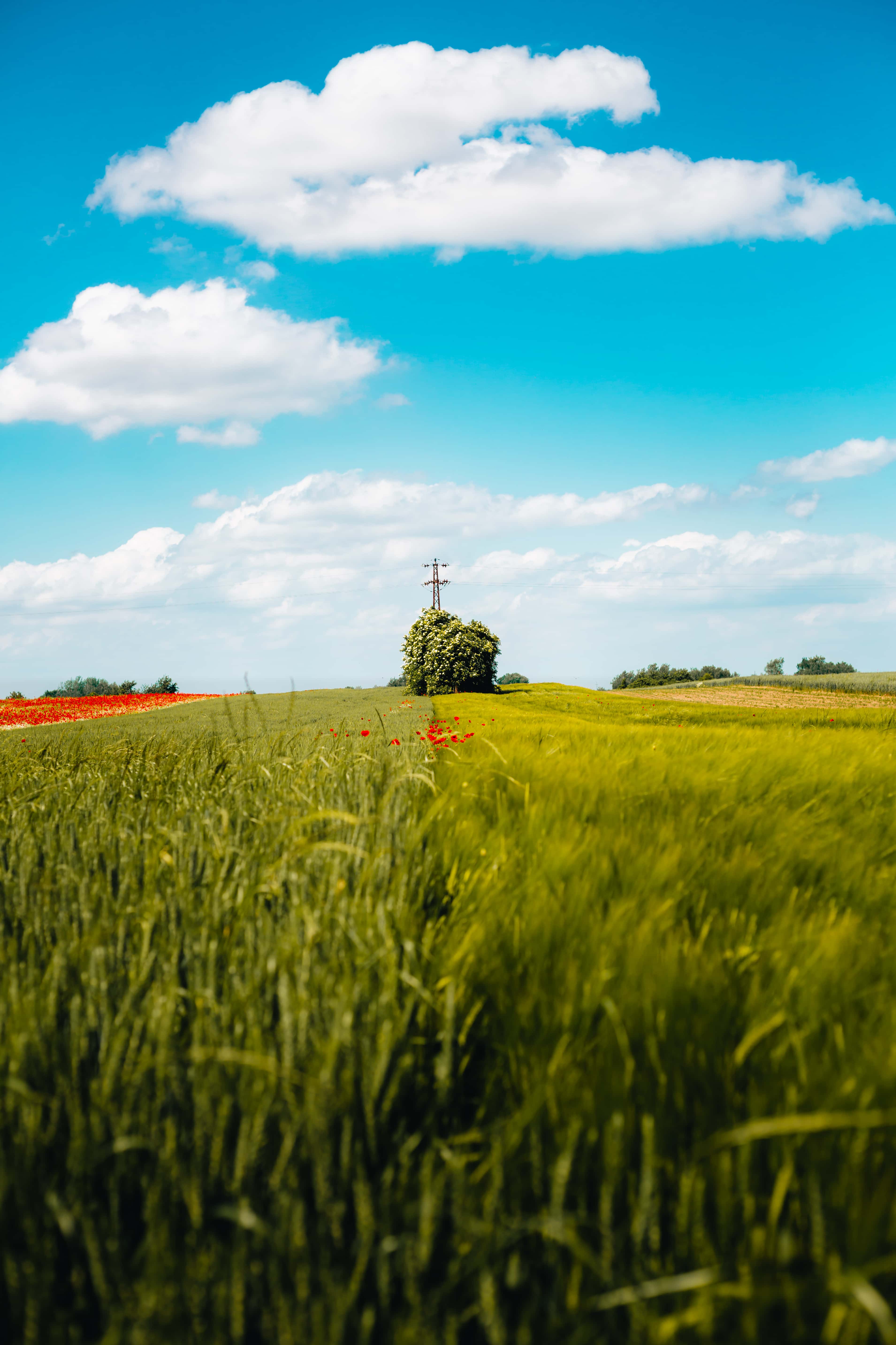 Free picture: wheatfield, day, sunny, field, rural, cereal, cloud, grass, farm, meadow
