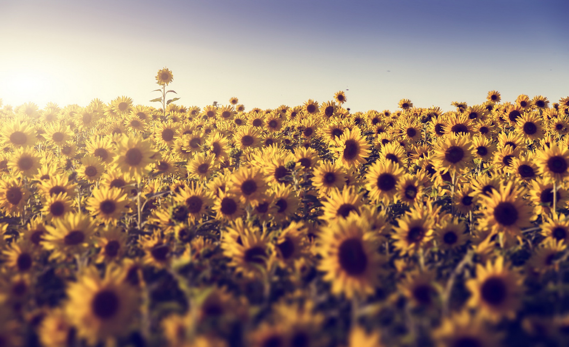 Download Sunny Summer Flower Yellow Flower Field Nature Sunflower HD Wallpaper