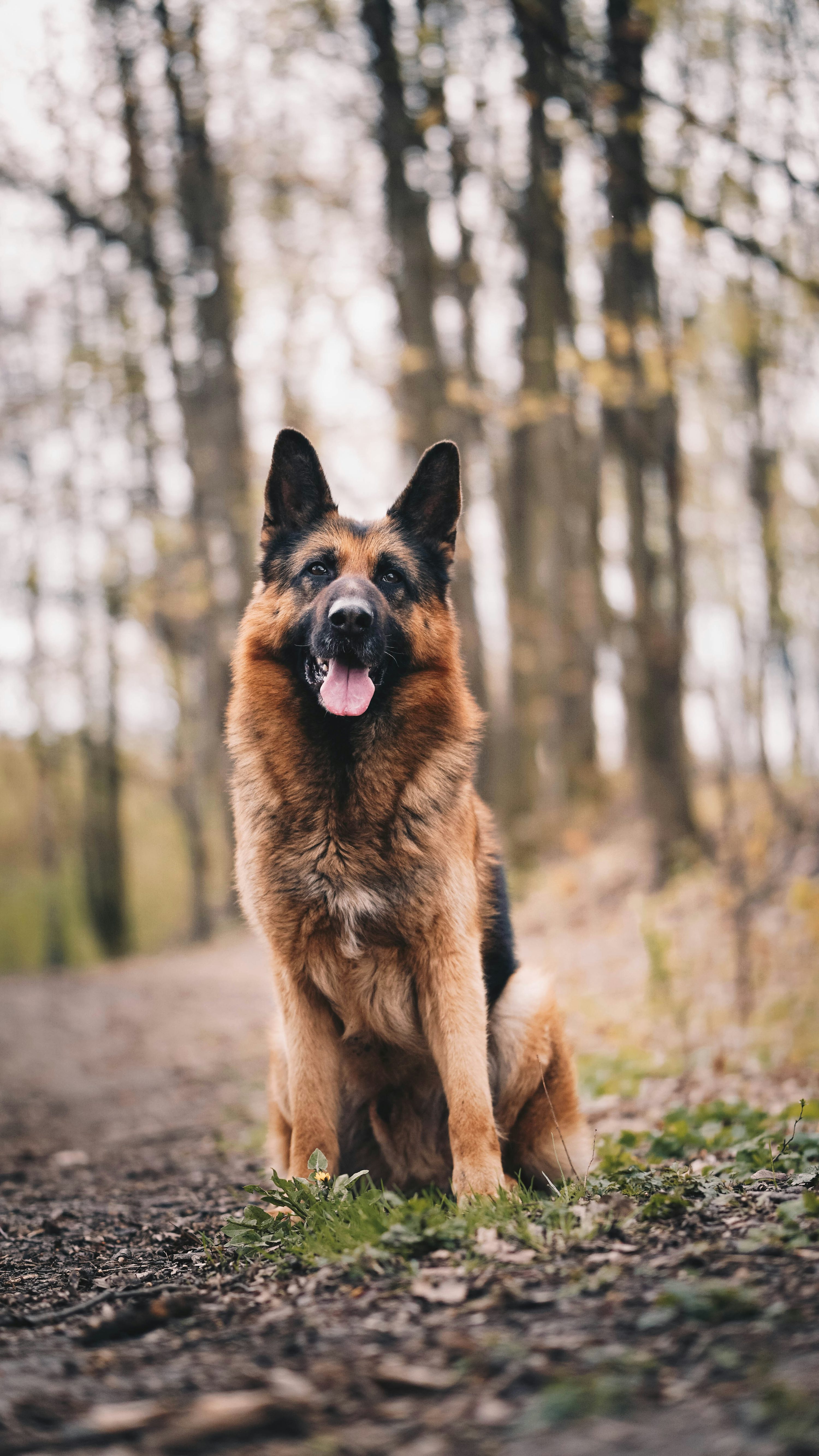German Shepherd Dog Picture [HD]. Download Free Image