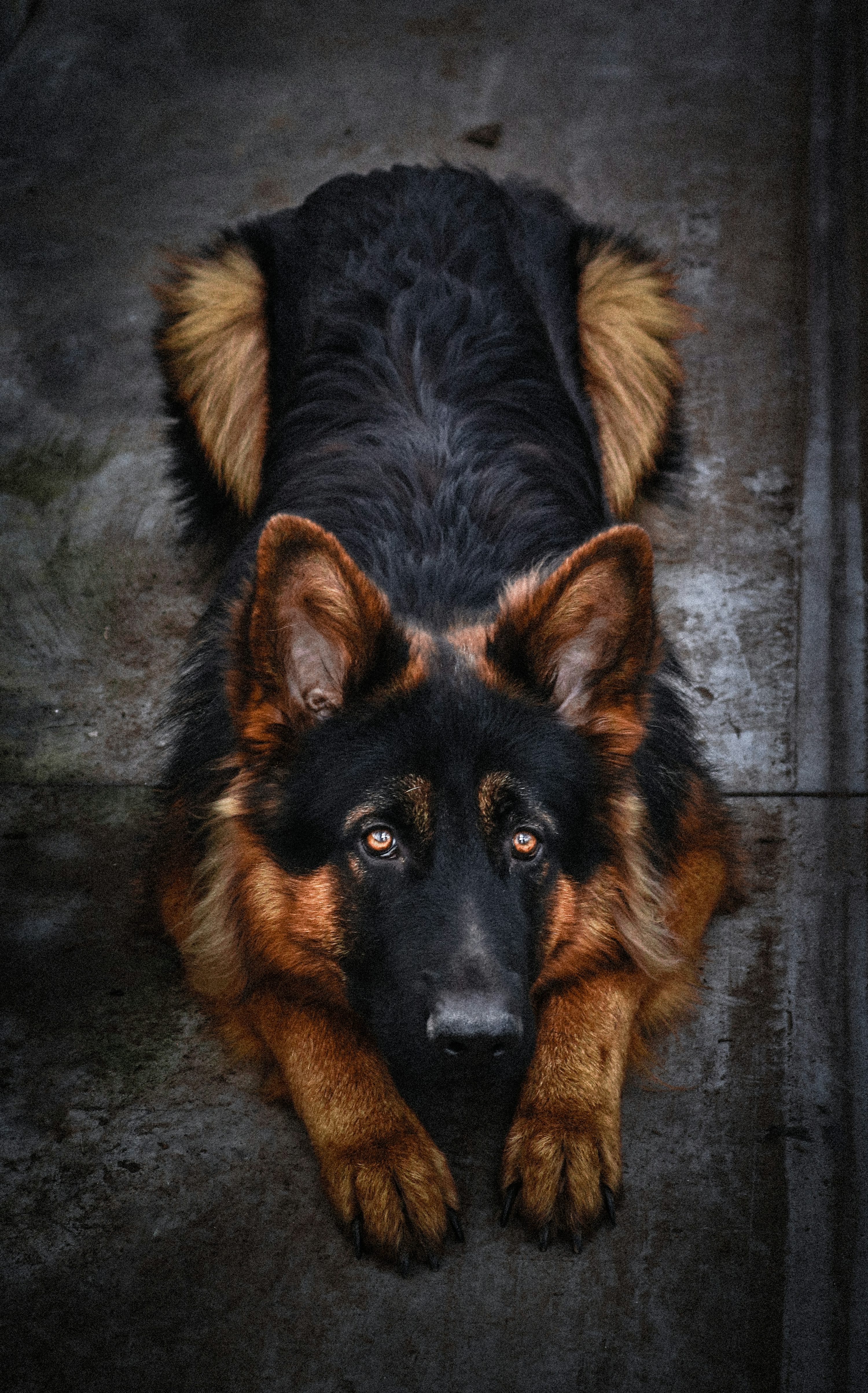 German Shepherd Dog Picture [HD]. Download Free Image