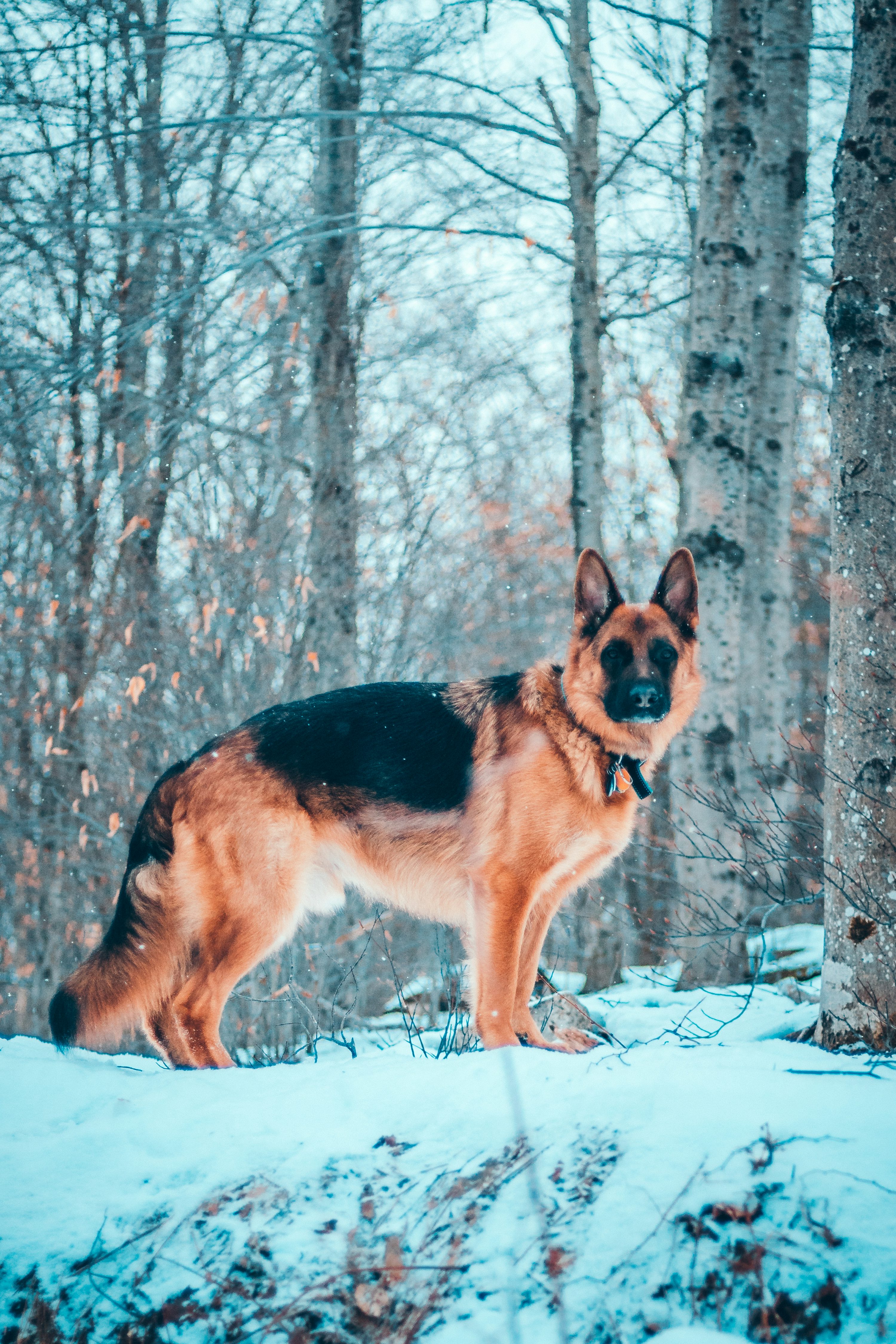Adult brown and black German Shepperd photo