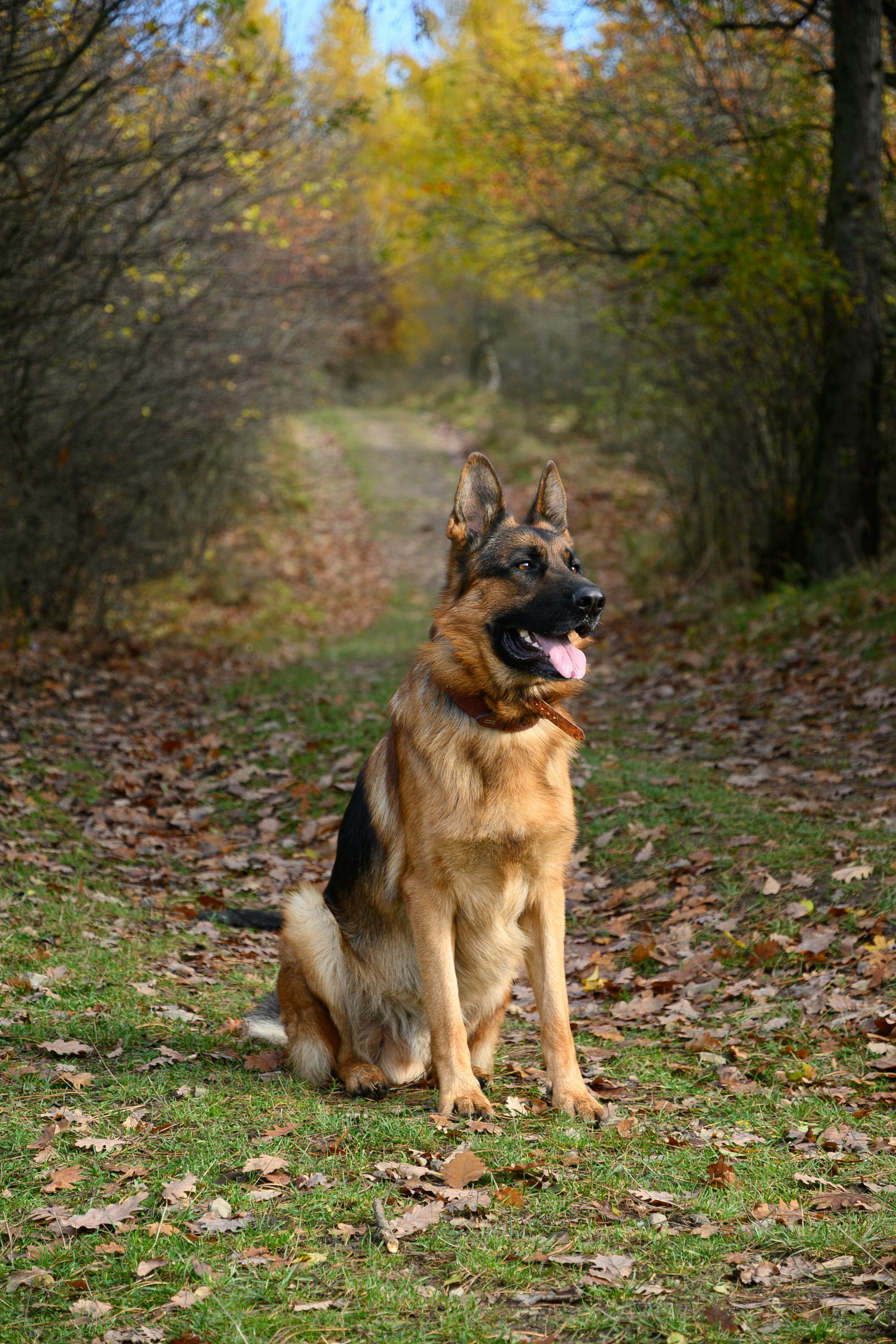 German Shepherd Dog Picture [HD]. Download Free Image