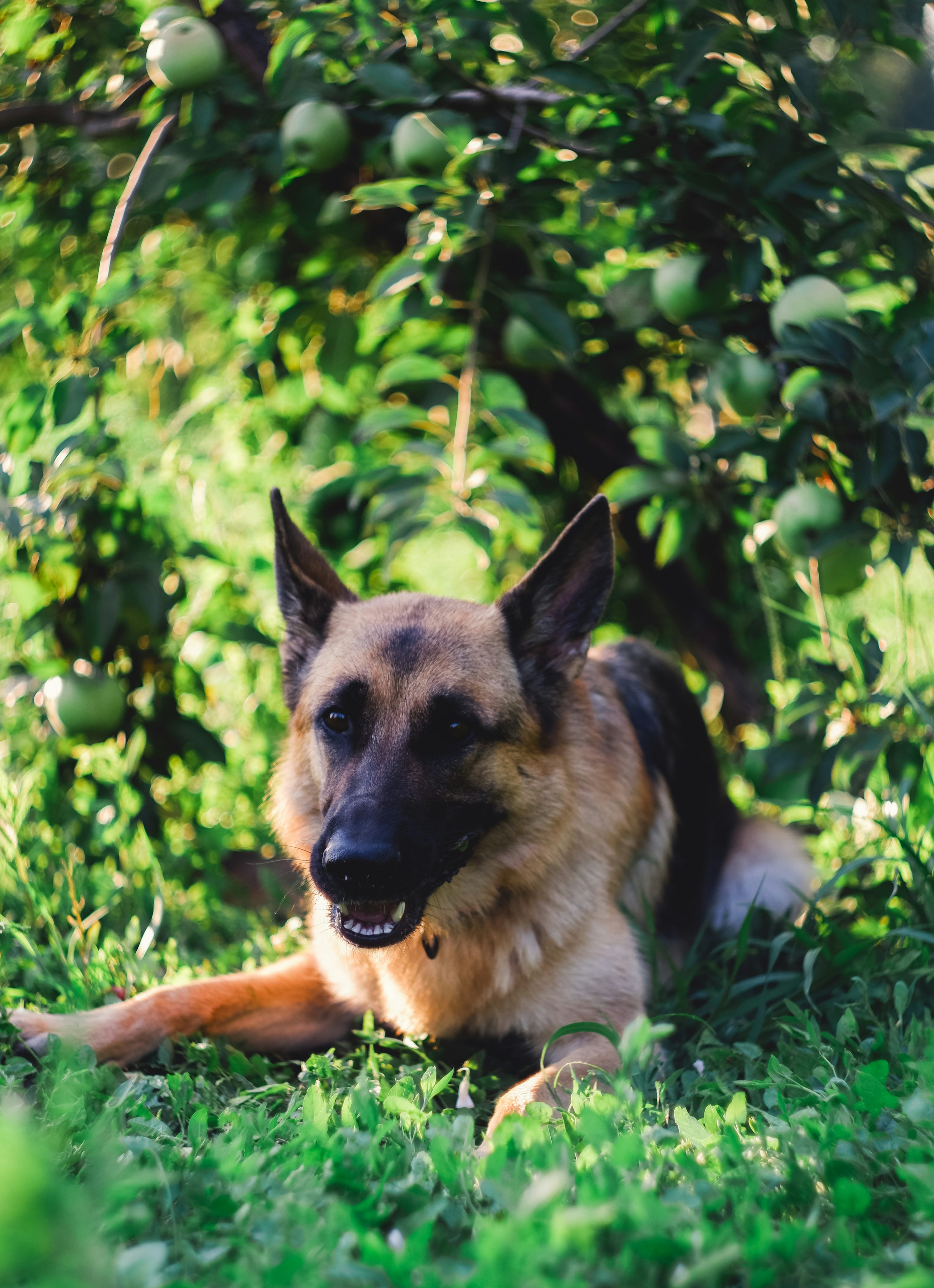 Adult German shepherd on grass photo